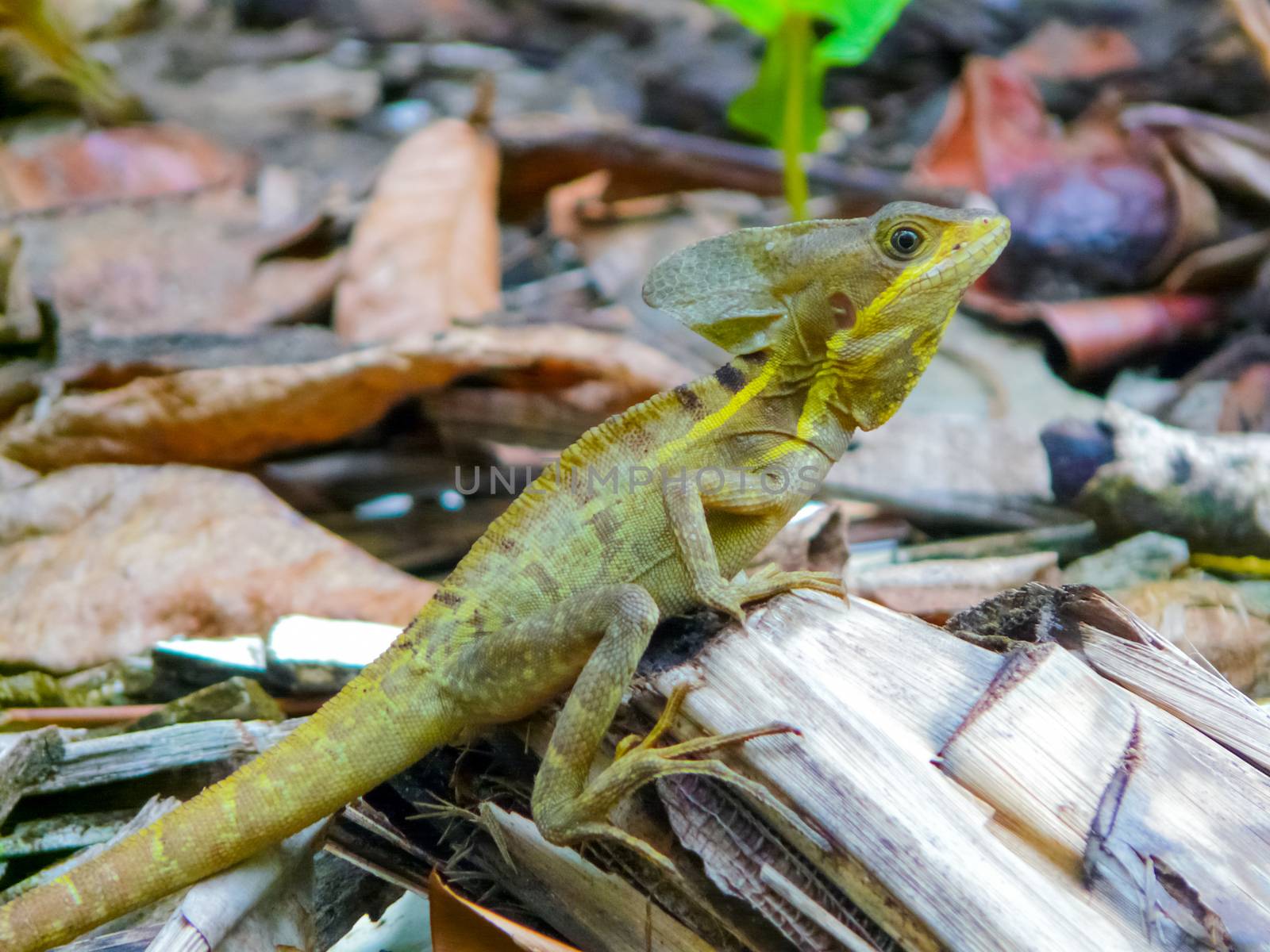 Tortuguero National Park, Limon, Costa Rica