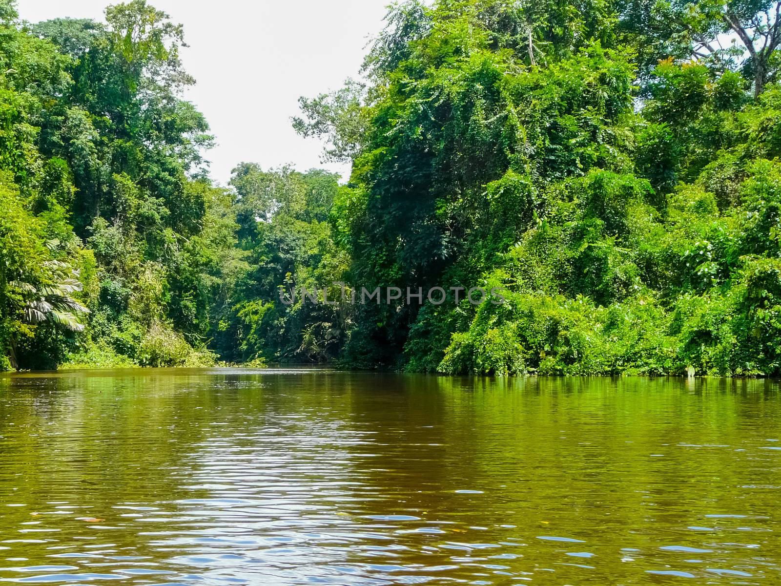 Tortuguero National Park, Limon, Costa Rica