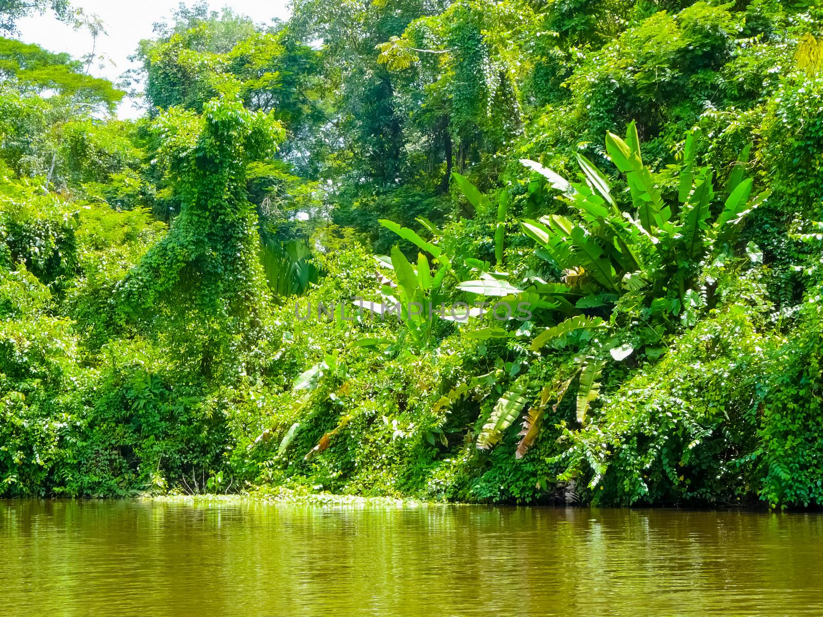 Tortuguero National Park, Limon, Costa Rica