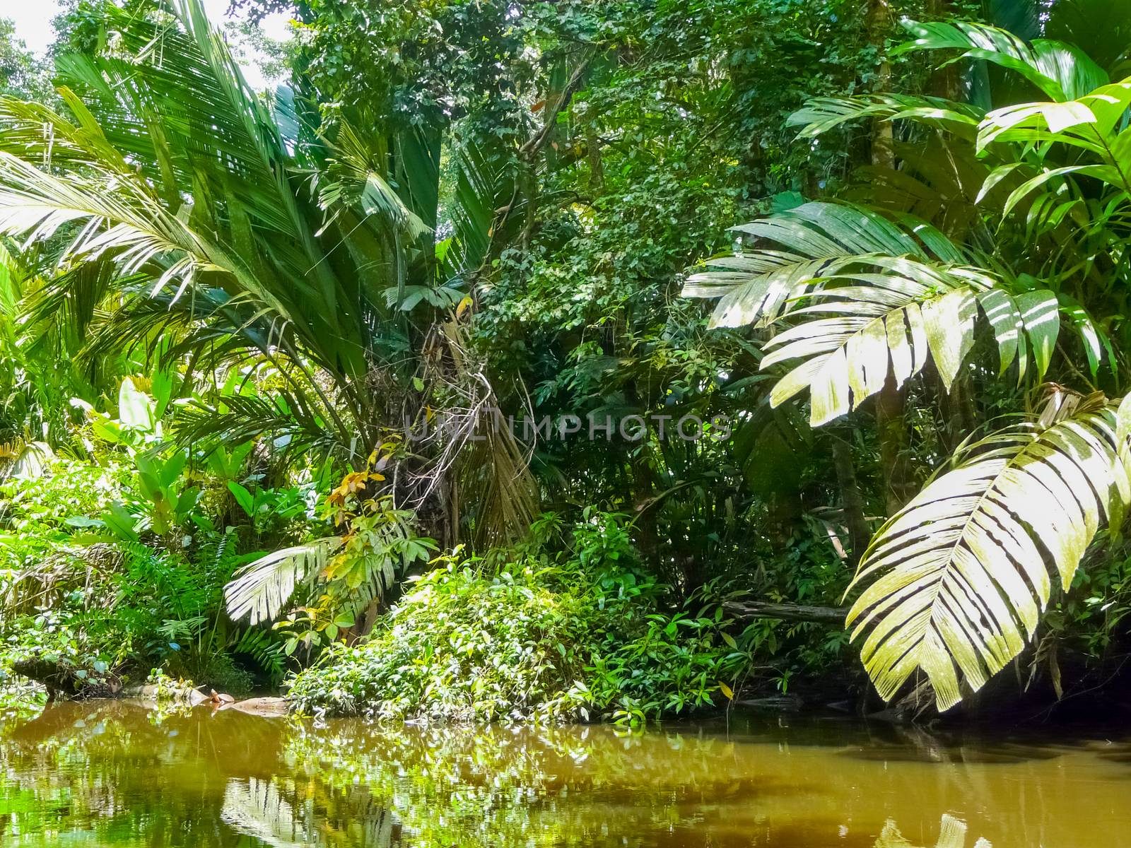 Tortuguero National Park, Limon, Costa Rica