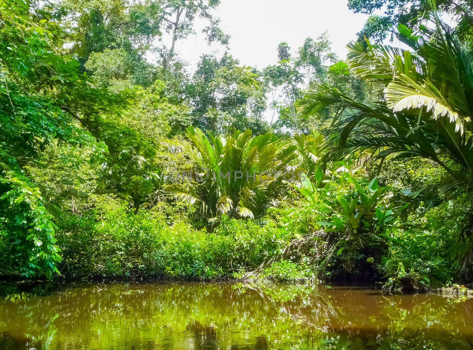 Tortuguero National Park, Limon, Costa Rica