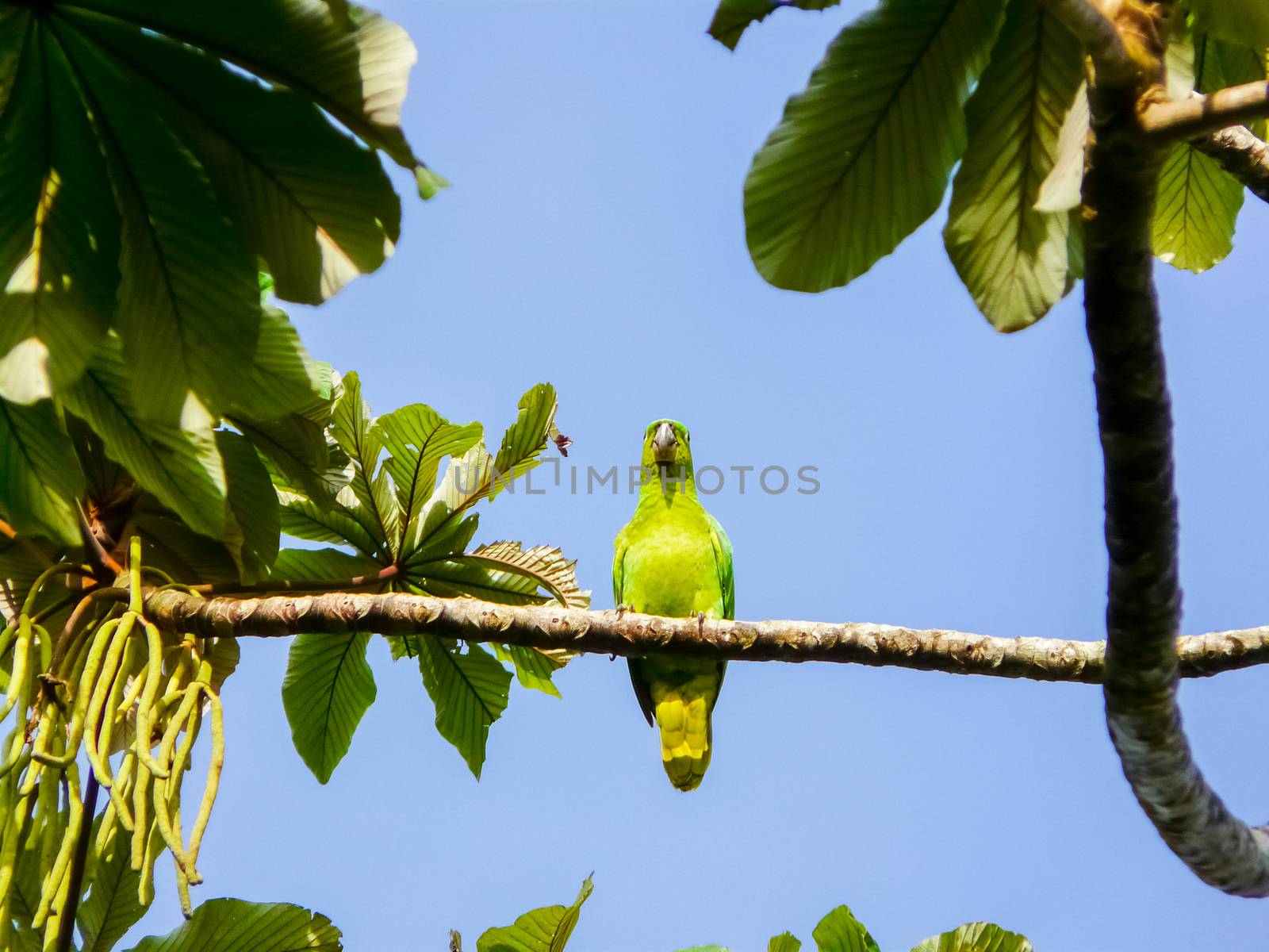 Tortuguero National Park, Limon, Costa Rica