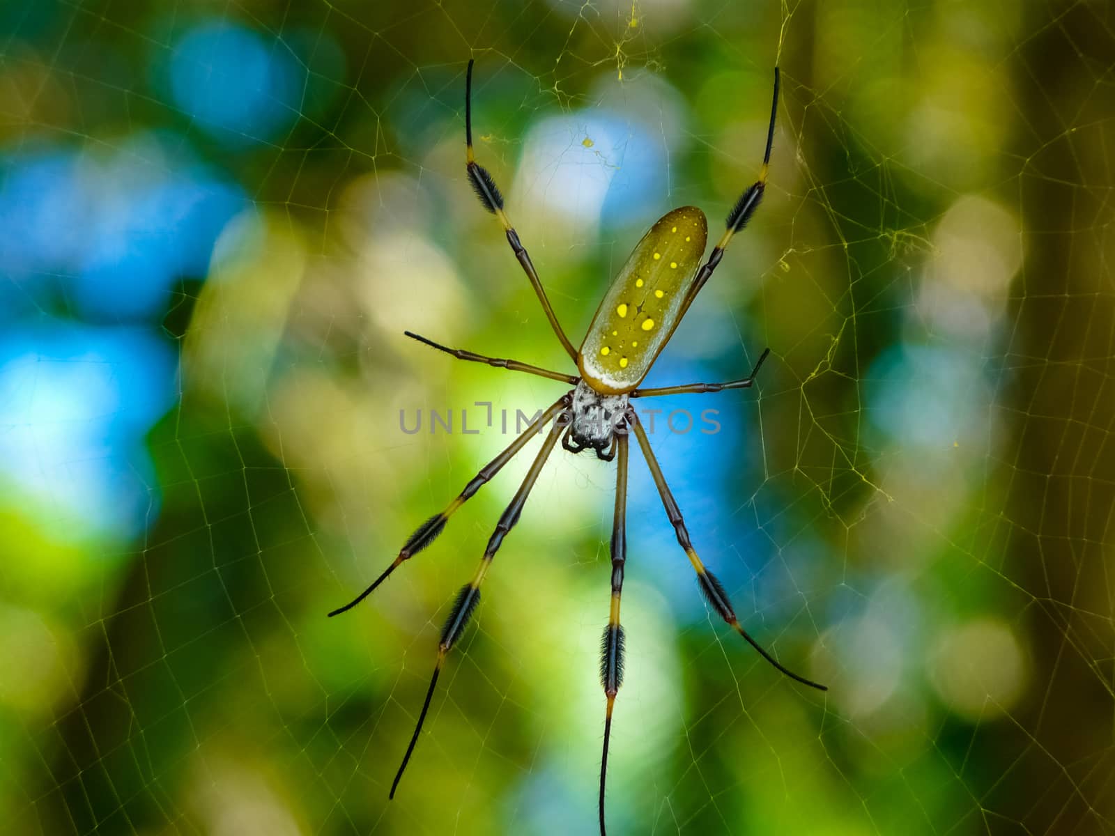 Golden Orb Spider in its web in Cahuita Beach in Costa Rica