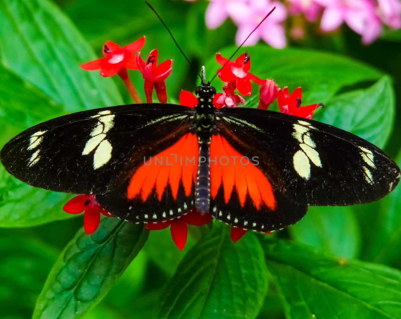 Butterfly native to the tropical rainforest of Costa Rica