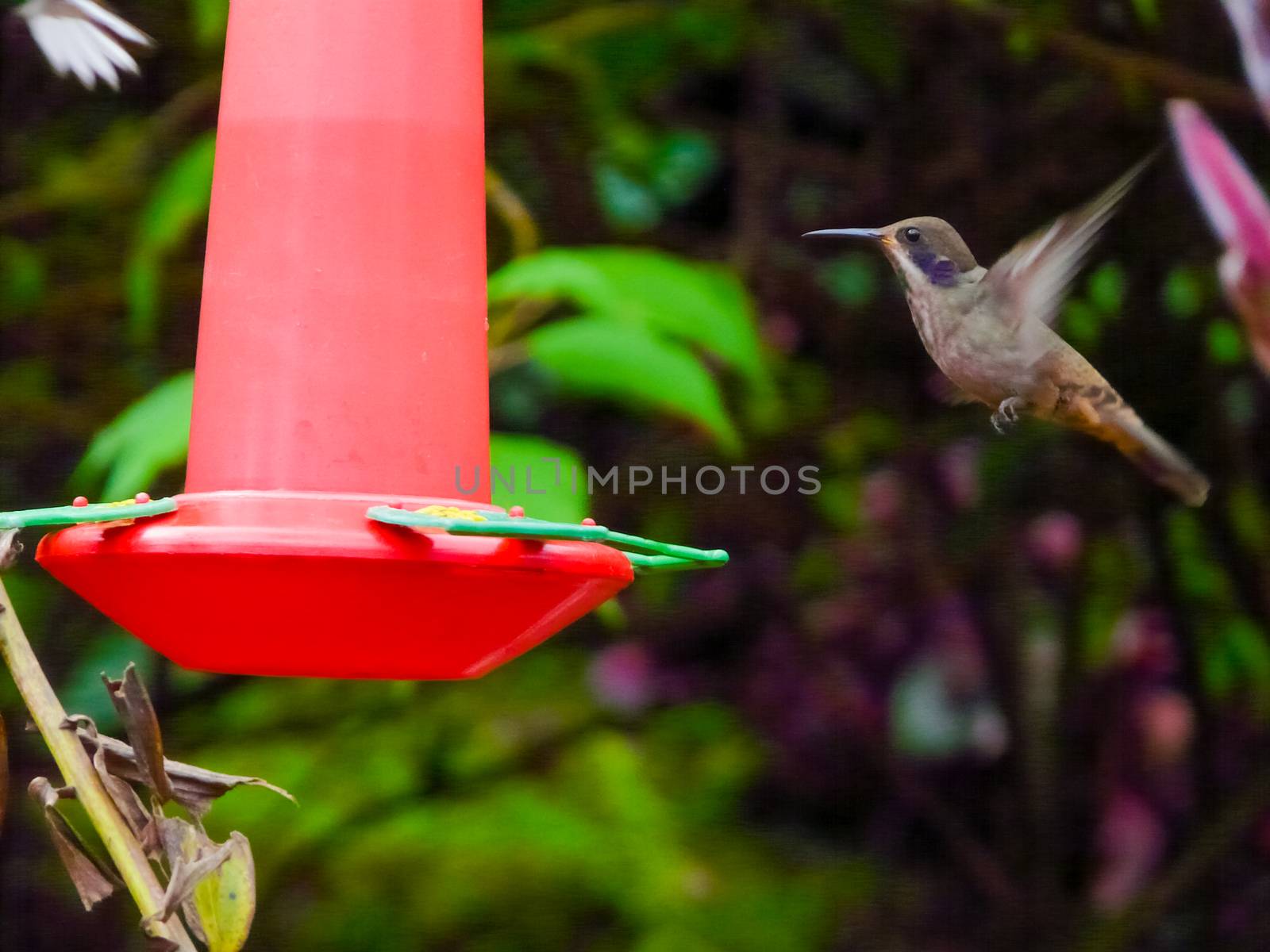 Hummingbird feeding from a red feeder in Costa Rica