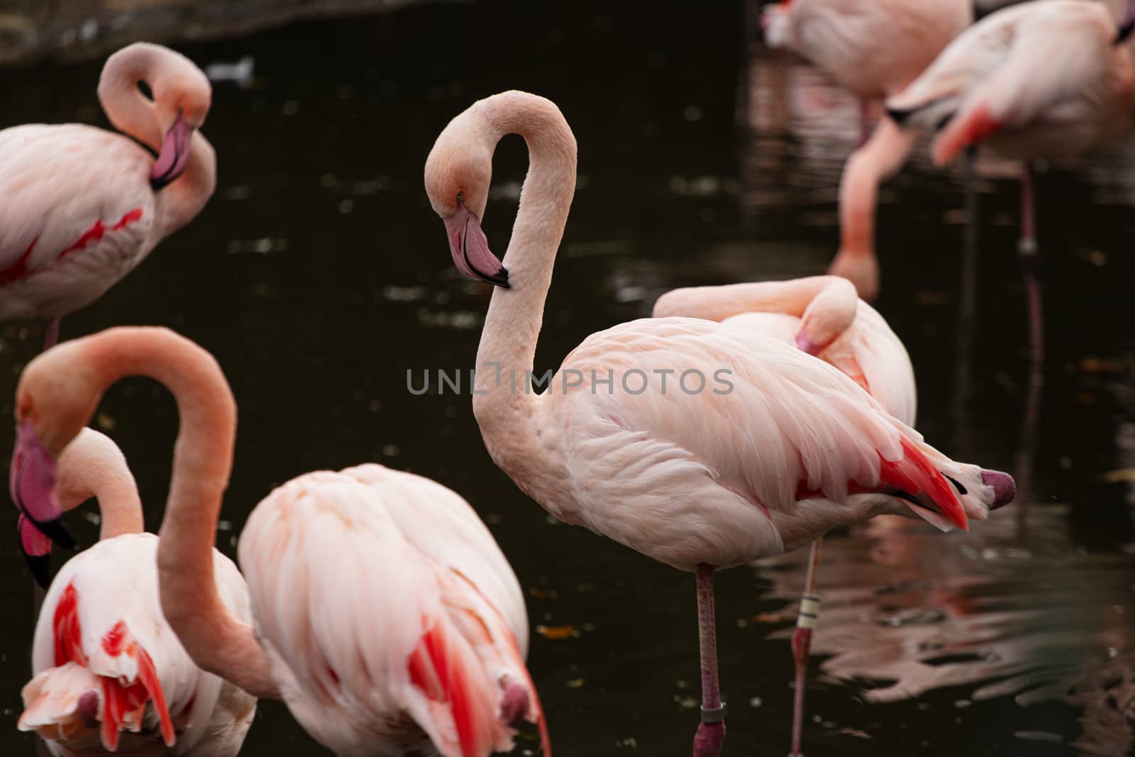 pink flamingo at a water front cleaning an chattering