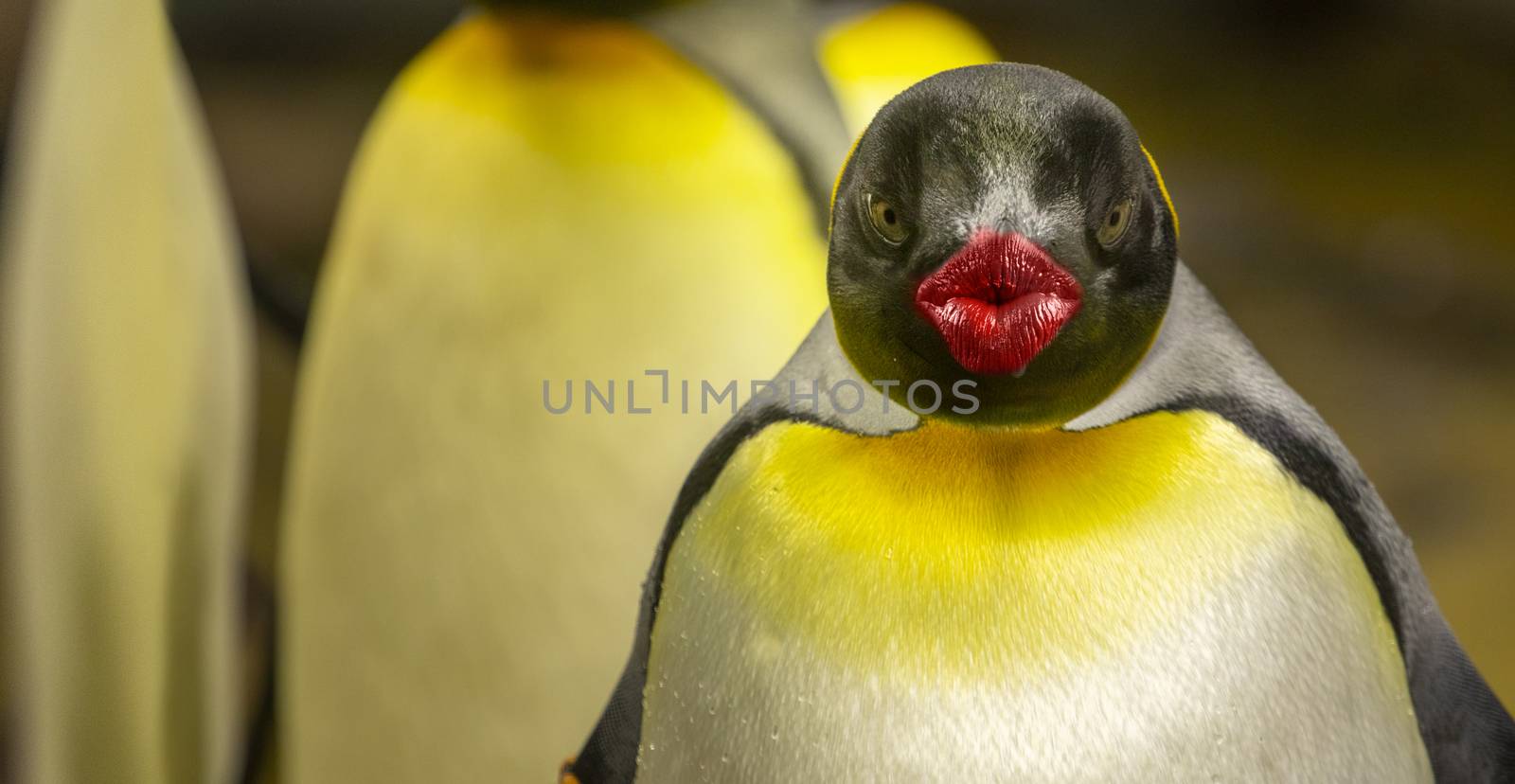 penguin with red kissing lips looking into camera