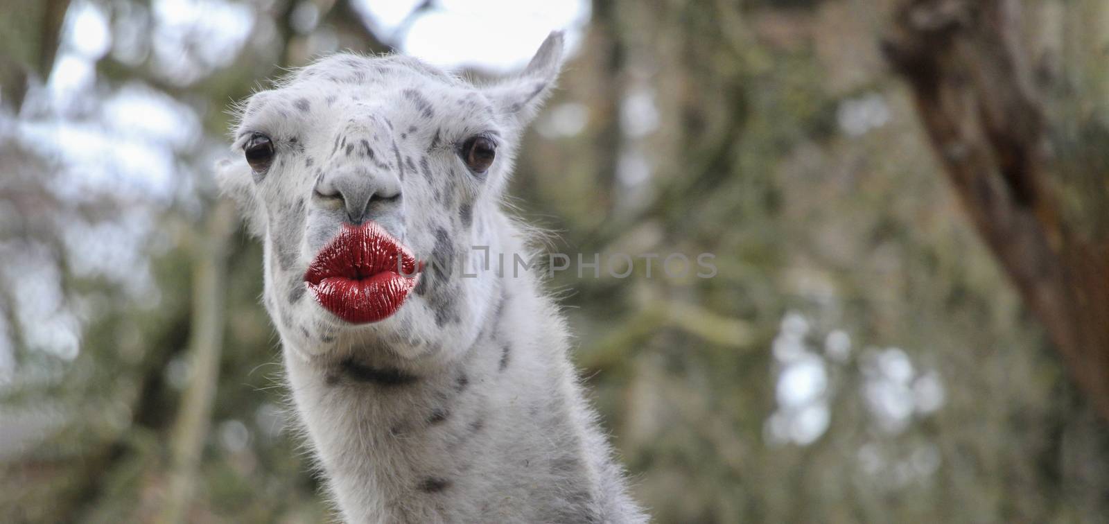 funny thank you kiss card with a lama giving a kiss