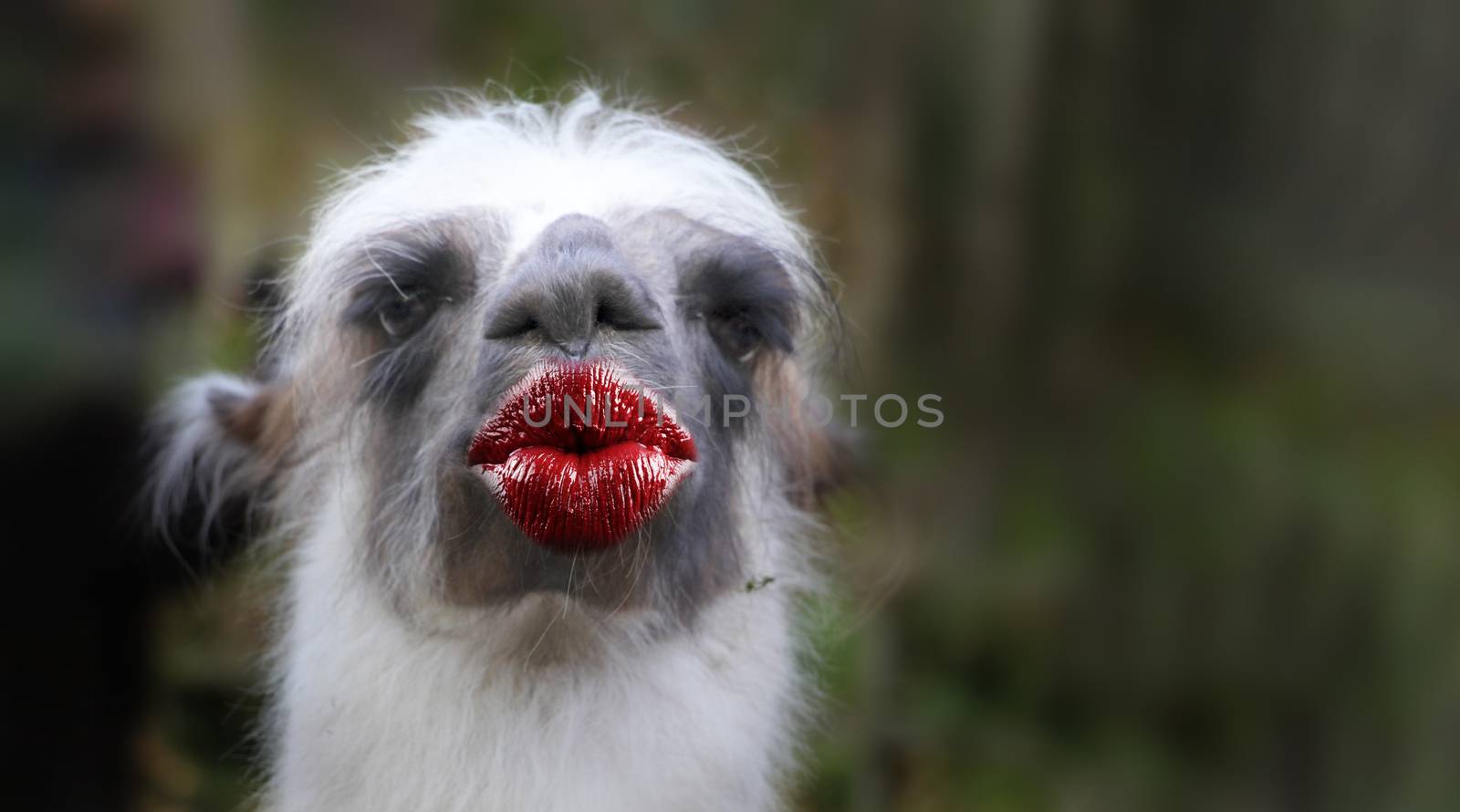 funny thank you kiss card with a lama by PeterHofstetter