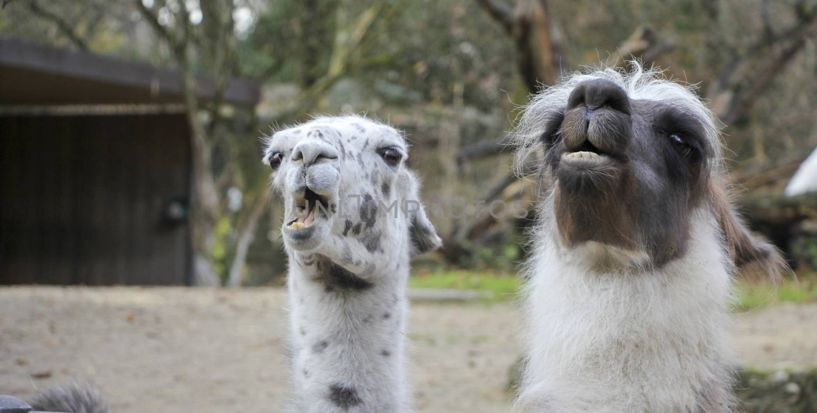 portrait of lama with the funny look. Shot in natural environment in a zoo