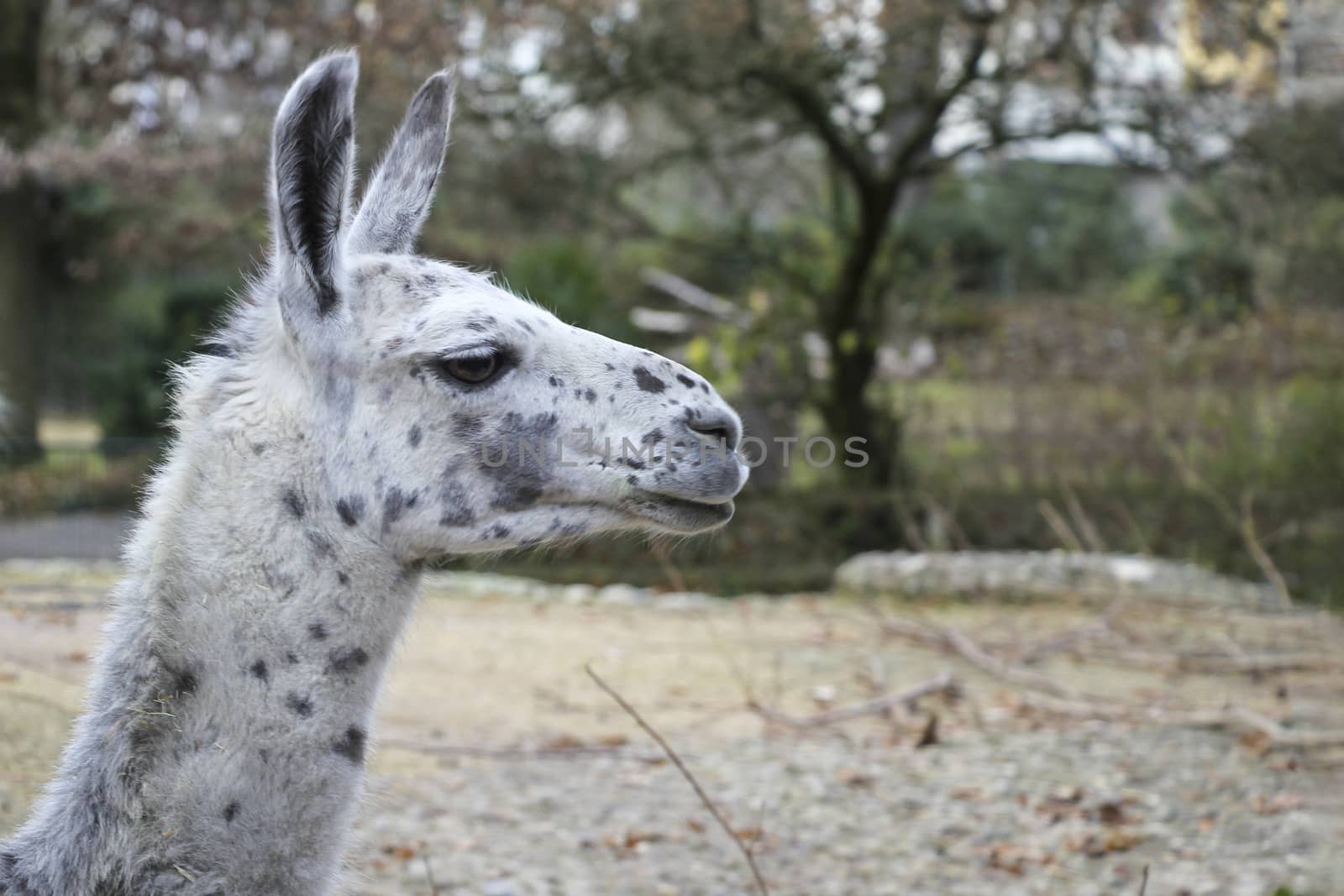 portrait of lama with the funny look. Shot in natural environment by PeterHofstetter