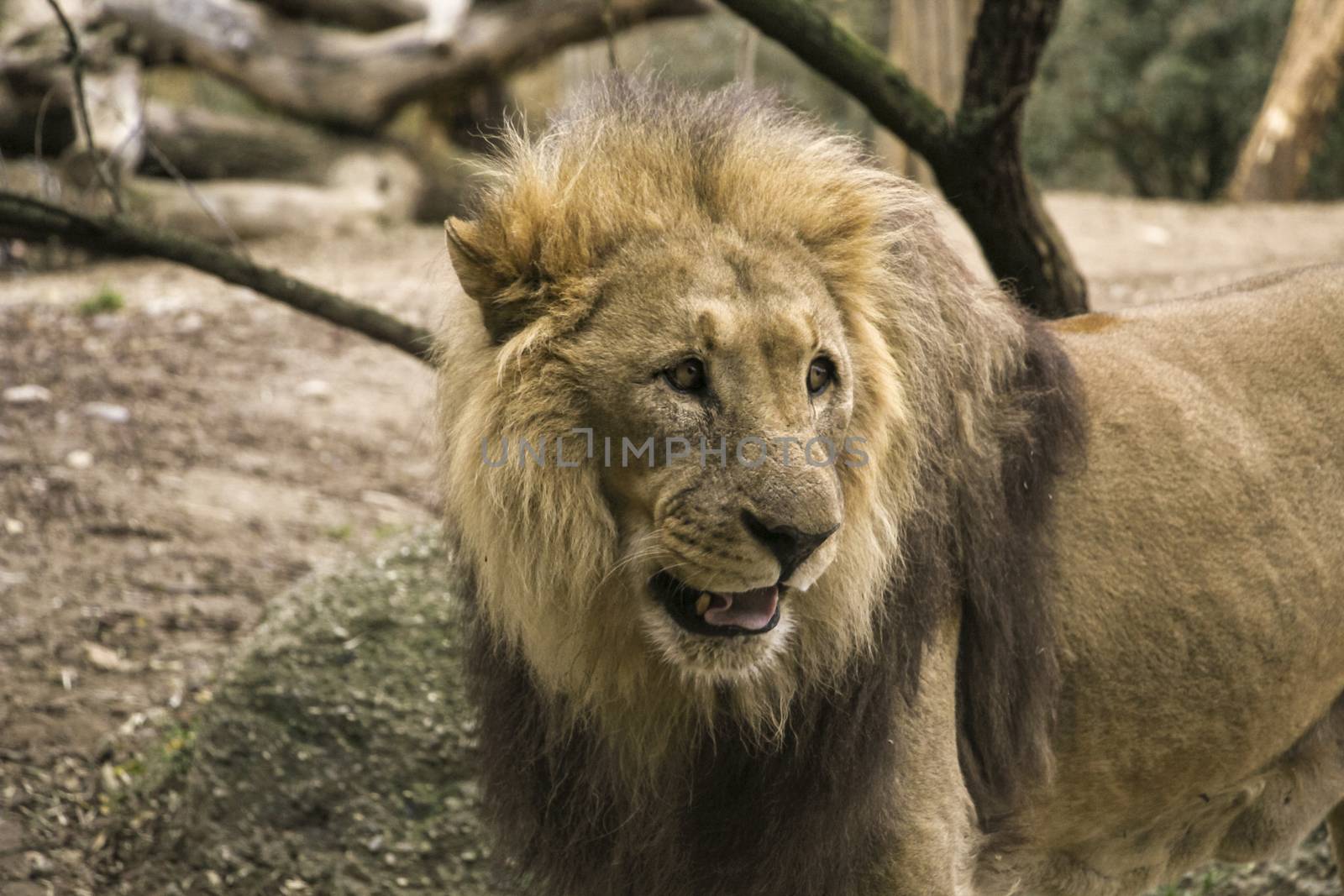 lion in a zoo resting and playing in a natural environment