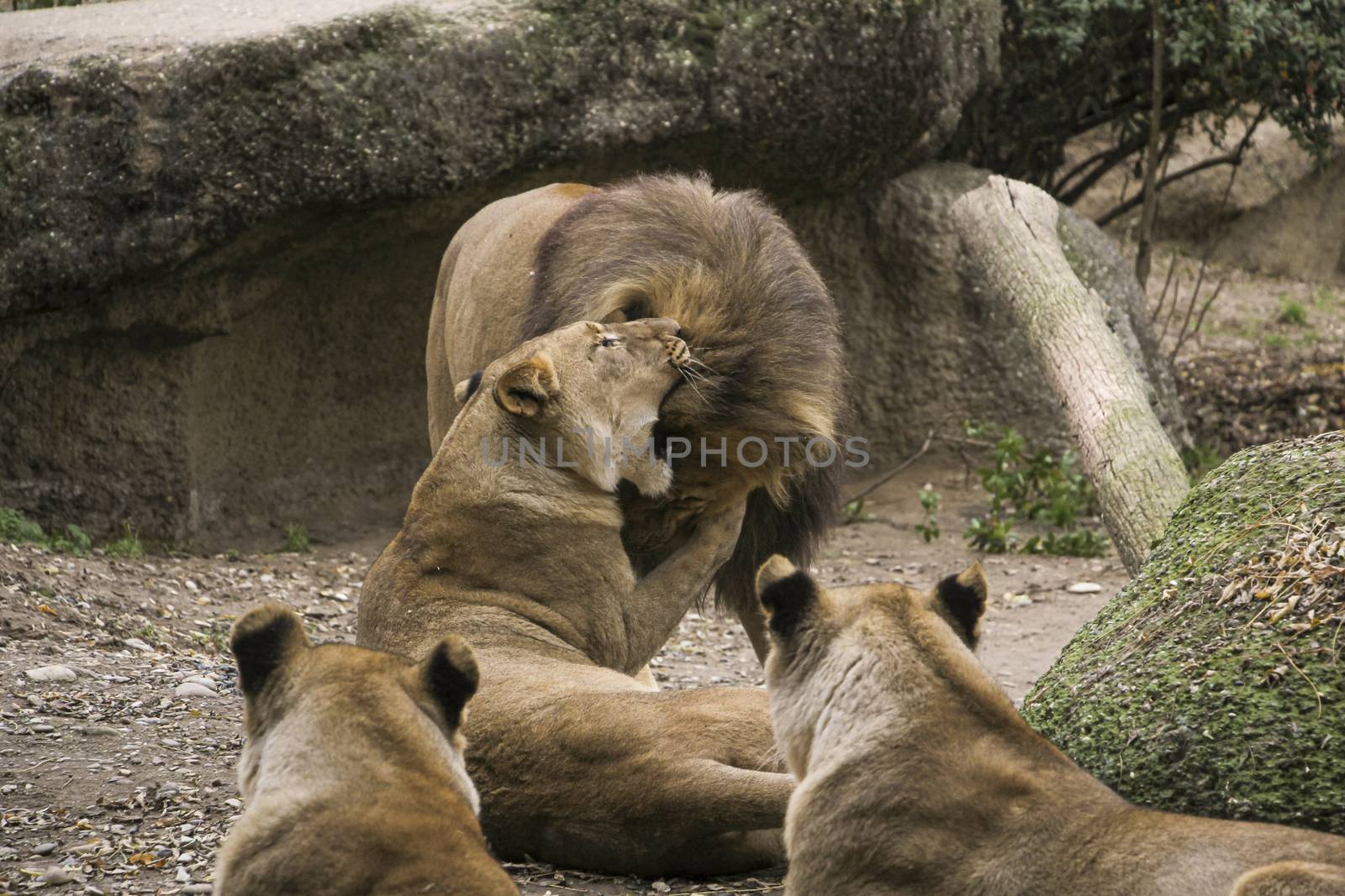 lion in a zoo resting and playing in a natural environment