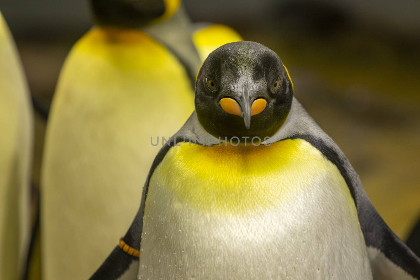 penguin portrait looking into the camera by PeterHofstetter