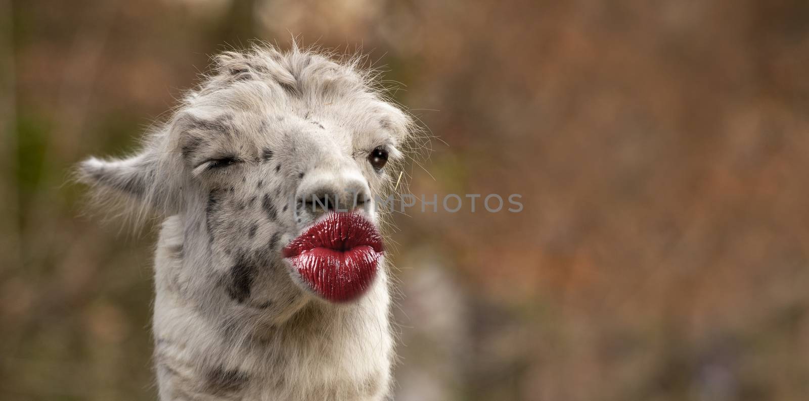 funny thank you kiss card with a lama giving a kiss