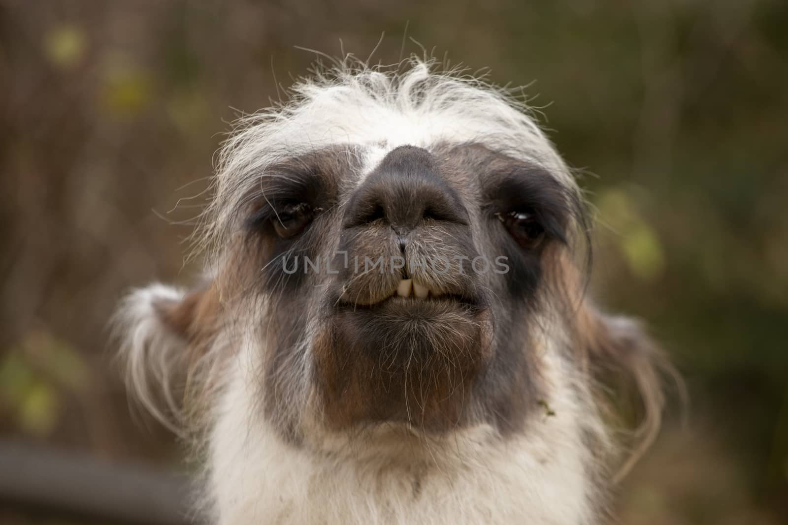 portrait of lama with the funny look. Shot in natural environment by PeterHofstetter