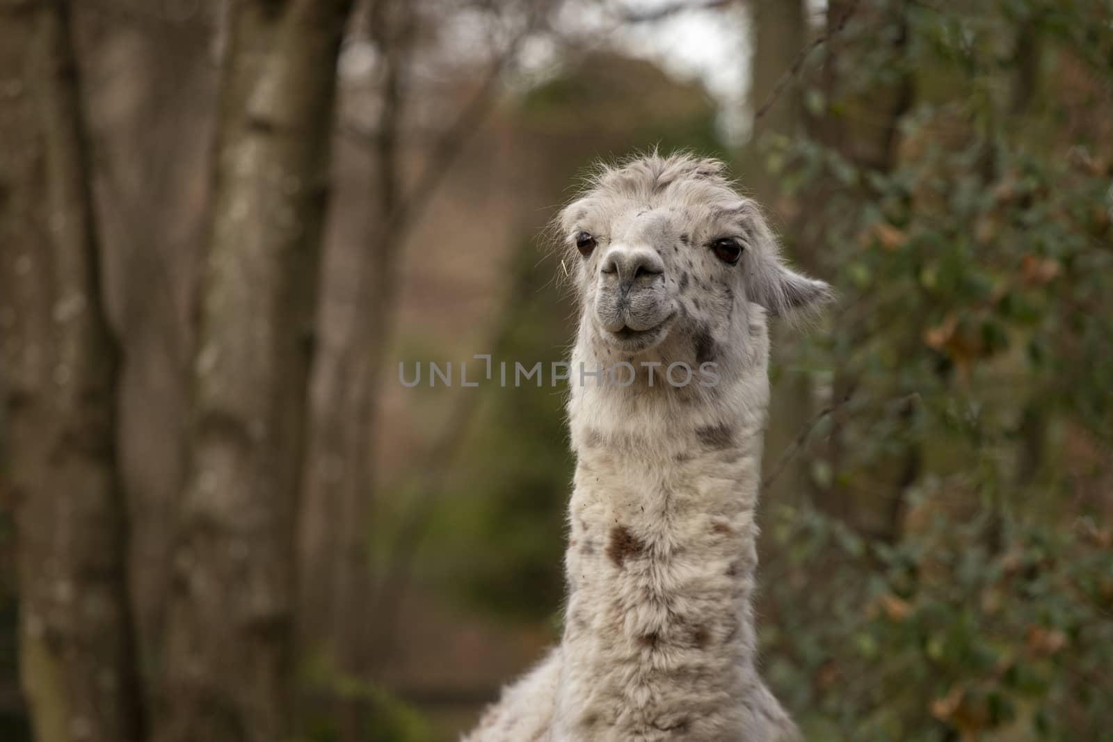 portrait of lama with the funny look. Shot in natural environment by PeterHofstetter