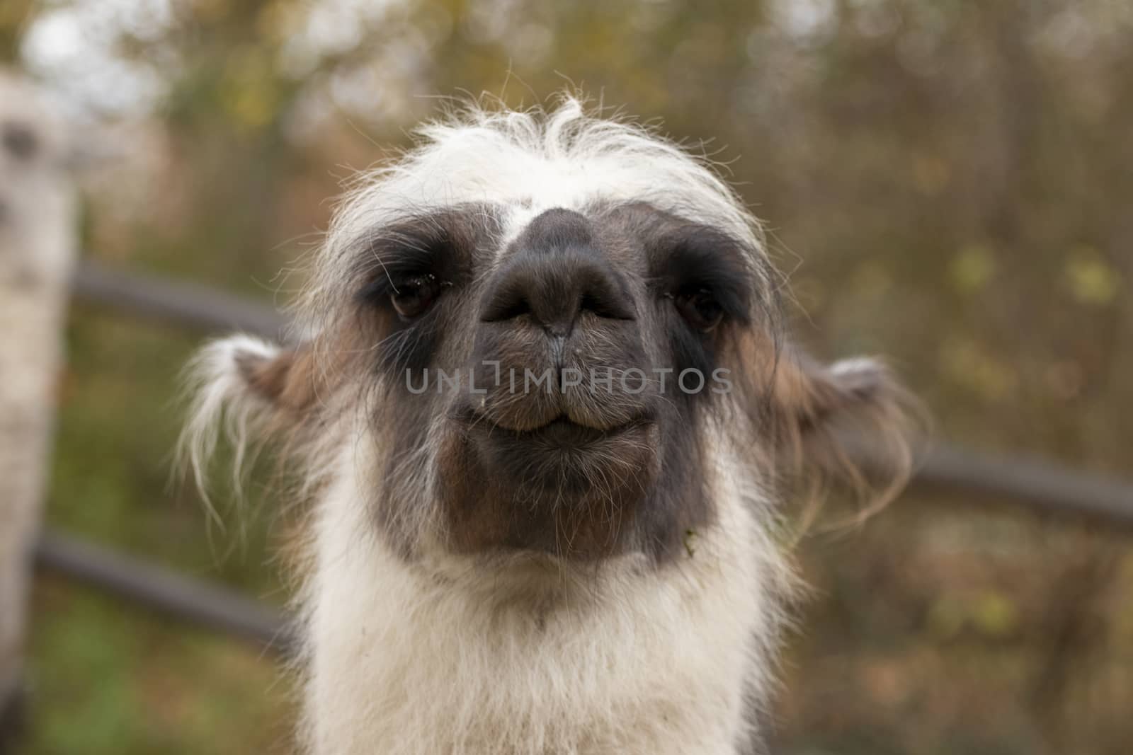 portrait of lama with the funny look. Shot in natural environment by PeterHofstetter