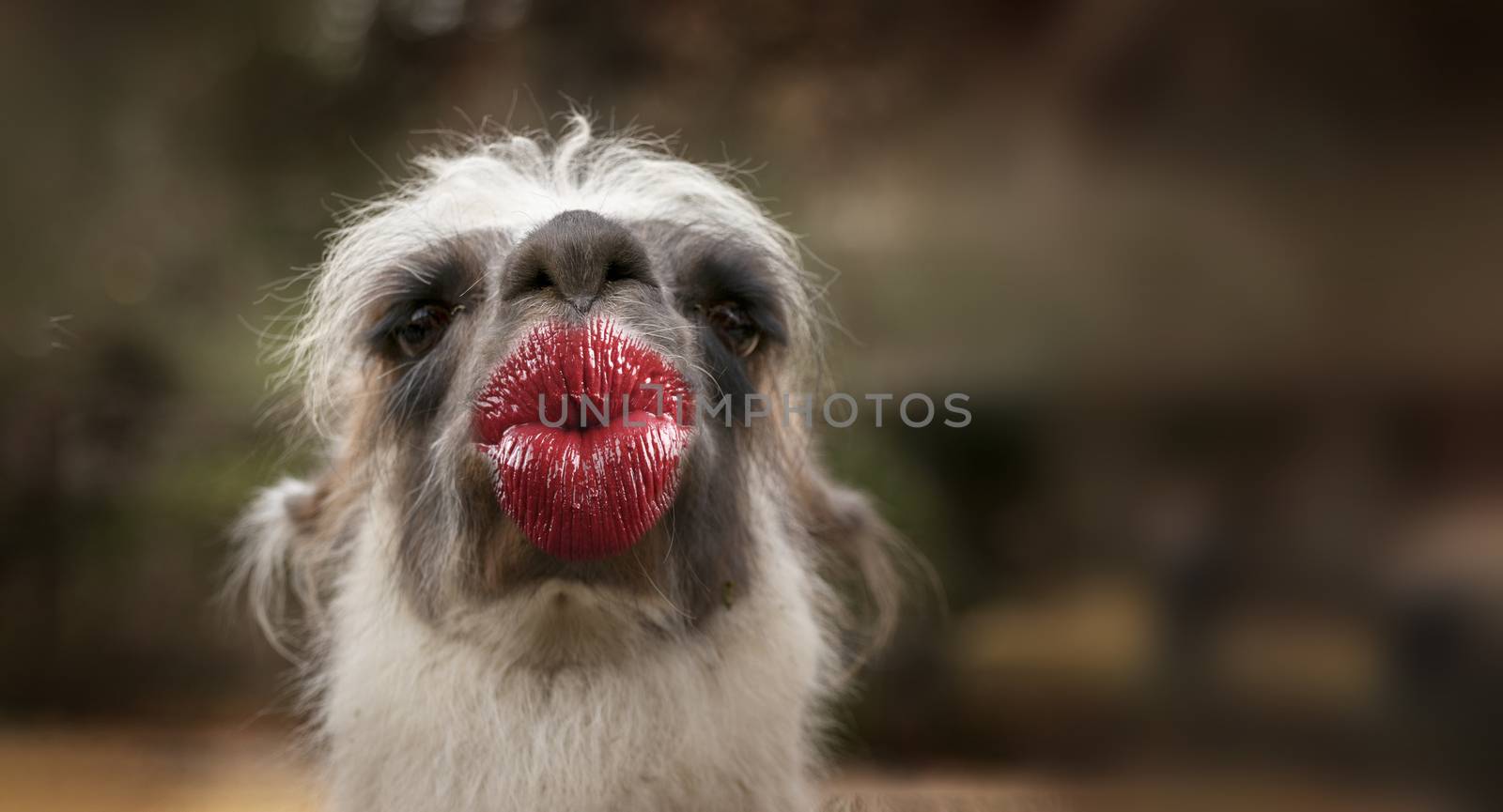 funny thank you kiss card with a lama by PeterHofstetter