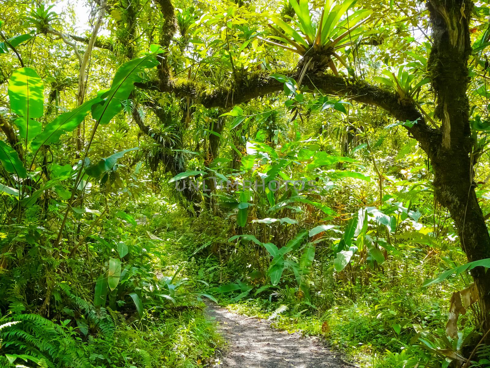 Arenal volcano national park by nicousnake