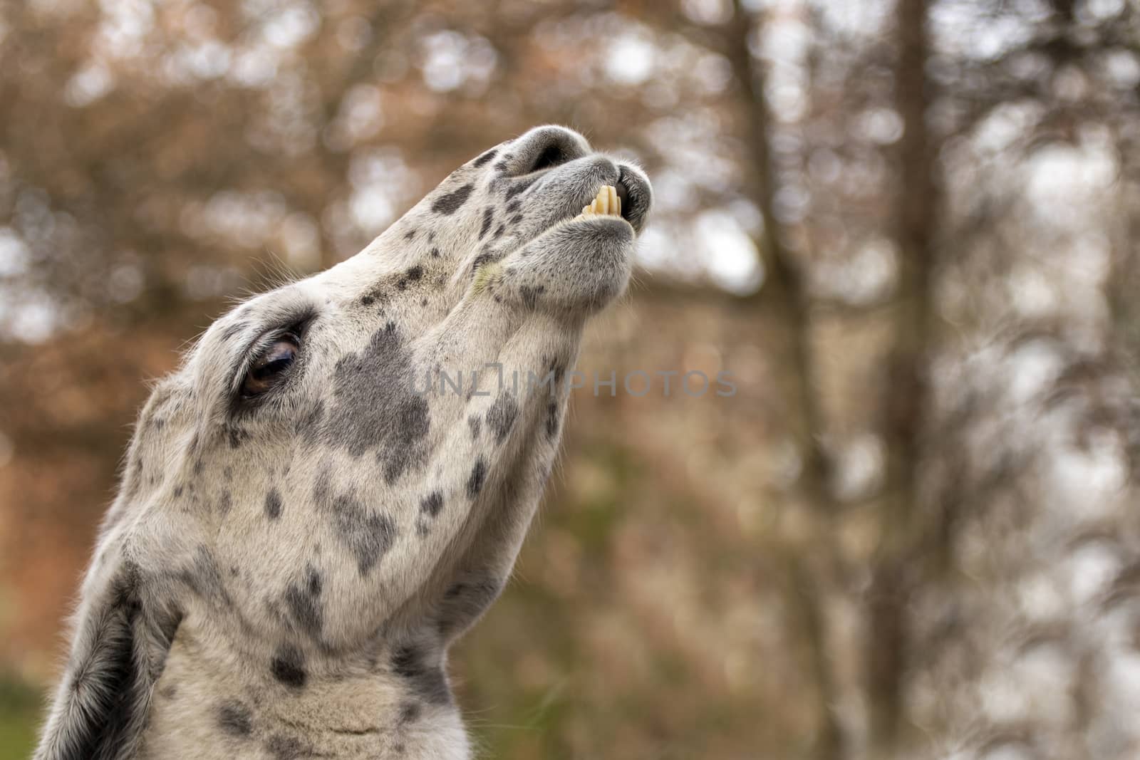 portrait of lama with the funny look. Shot in natural environment in a zoo