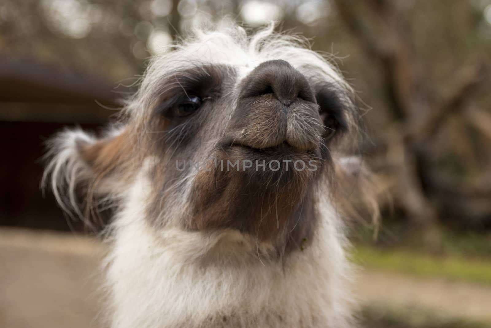 portrait of lama with the funny look. Shot in natural environment by PeterHofstetter