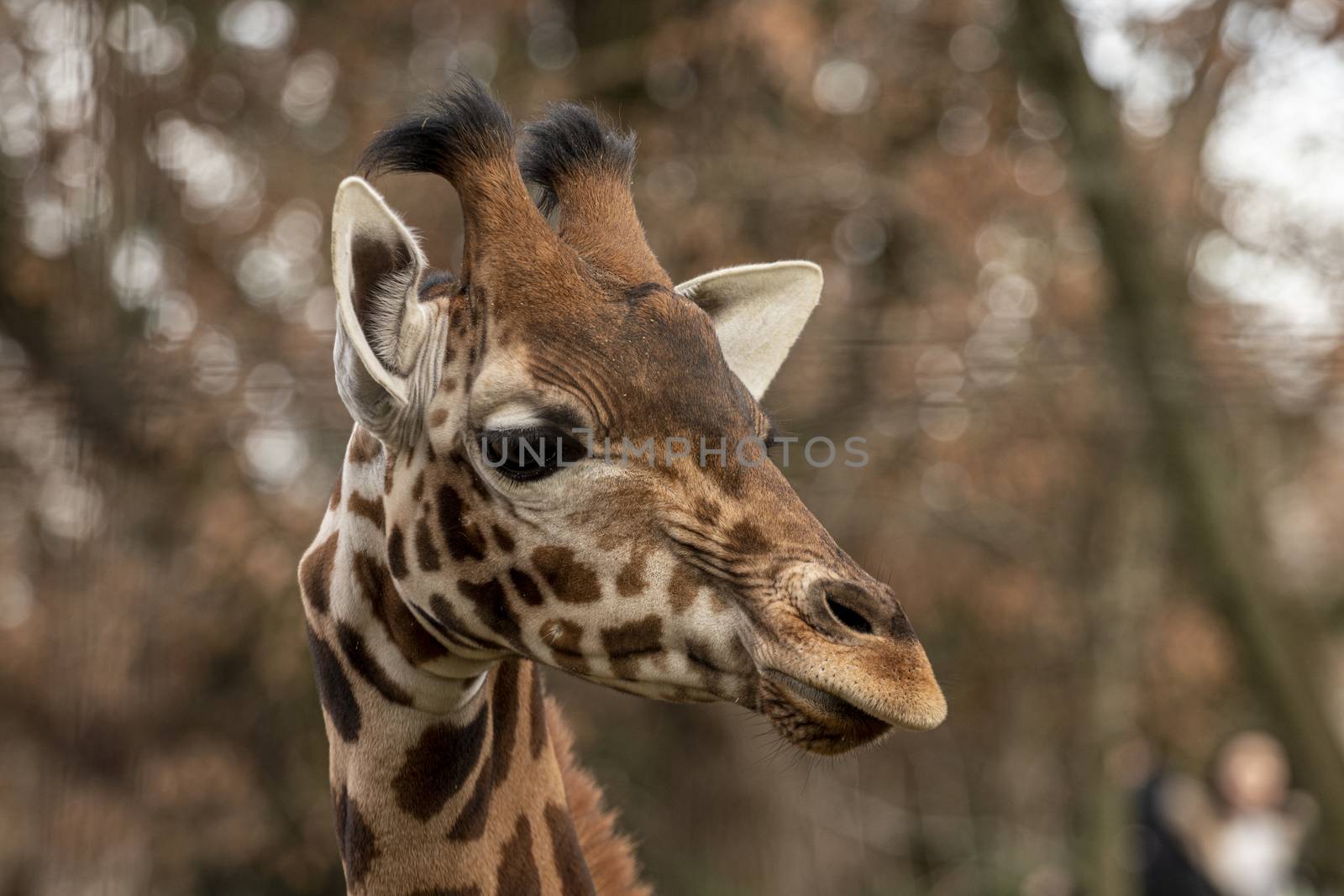 portrait of a giraffe head with big years and a funny look