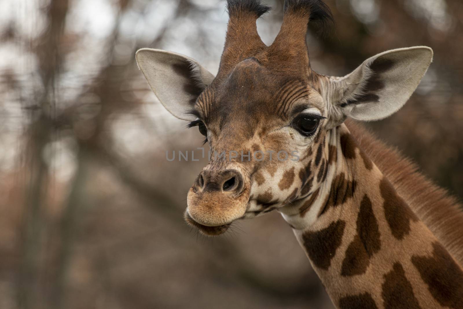 portrait of a giraffe head with big years by PeterHofstetter