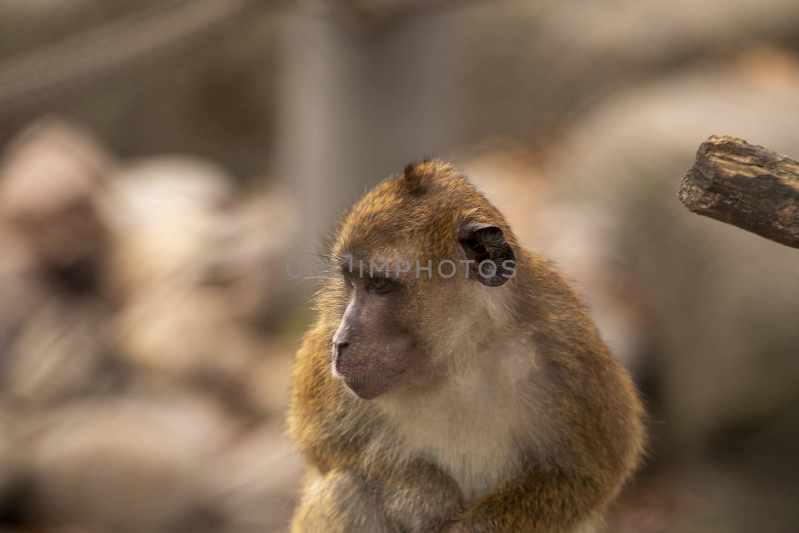 brown monkey looking of camera playing in a zoo