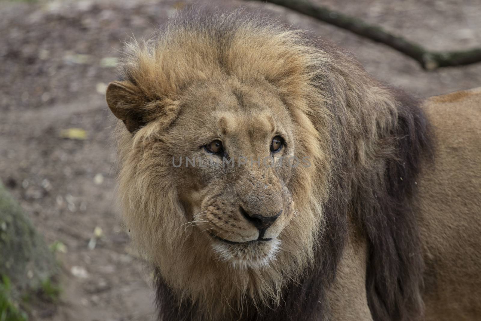 lion in a zoo resting and playing in a natural environment