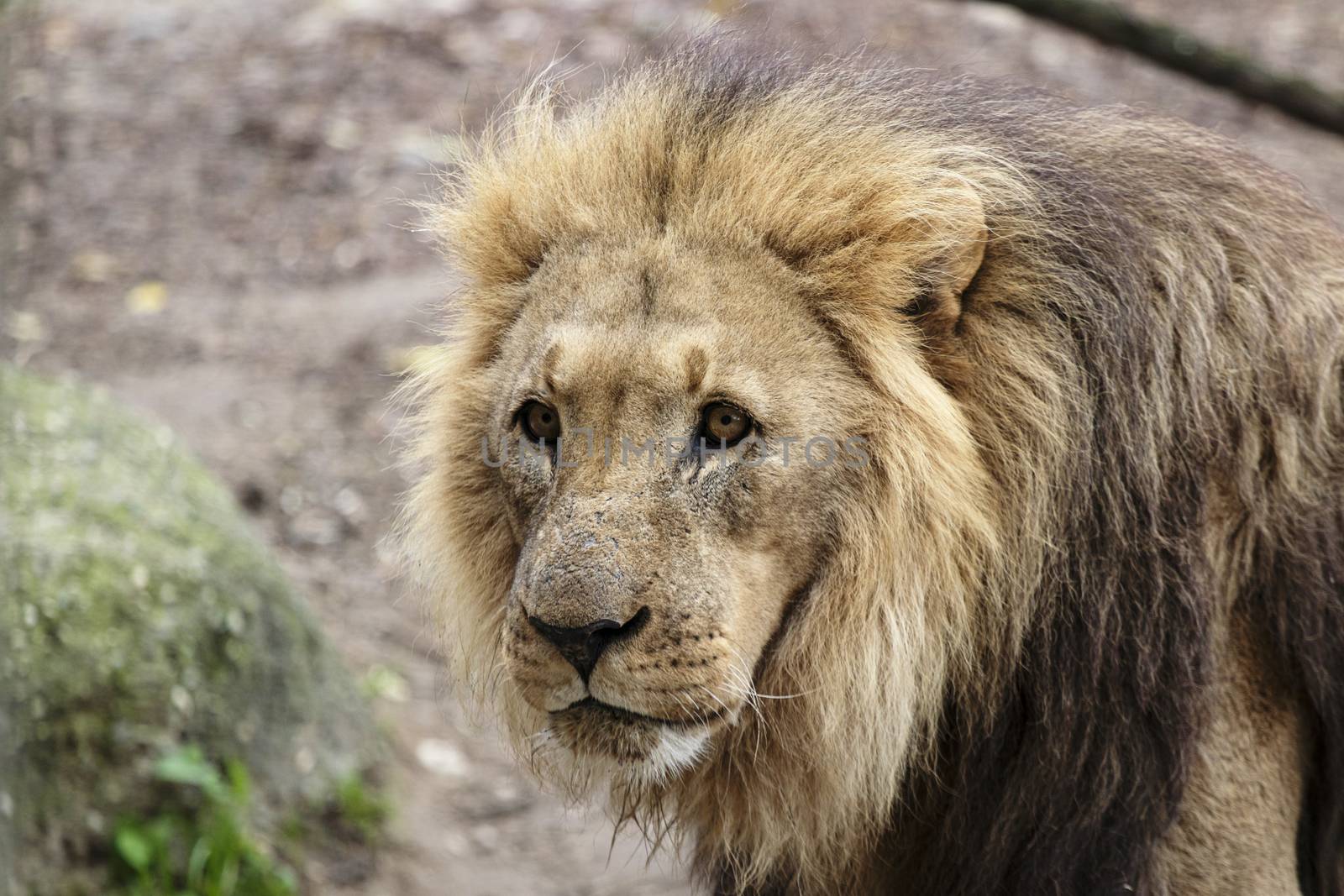 lion in a zoo resting and playing in a natural environment