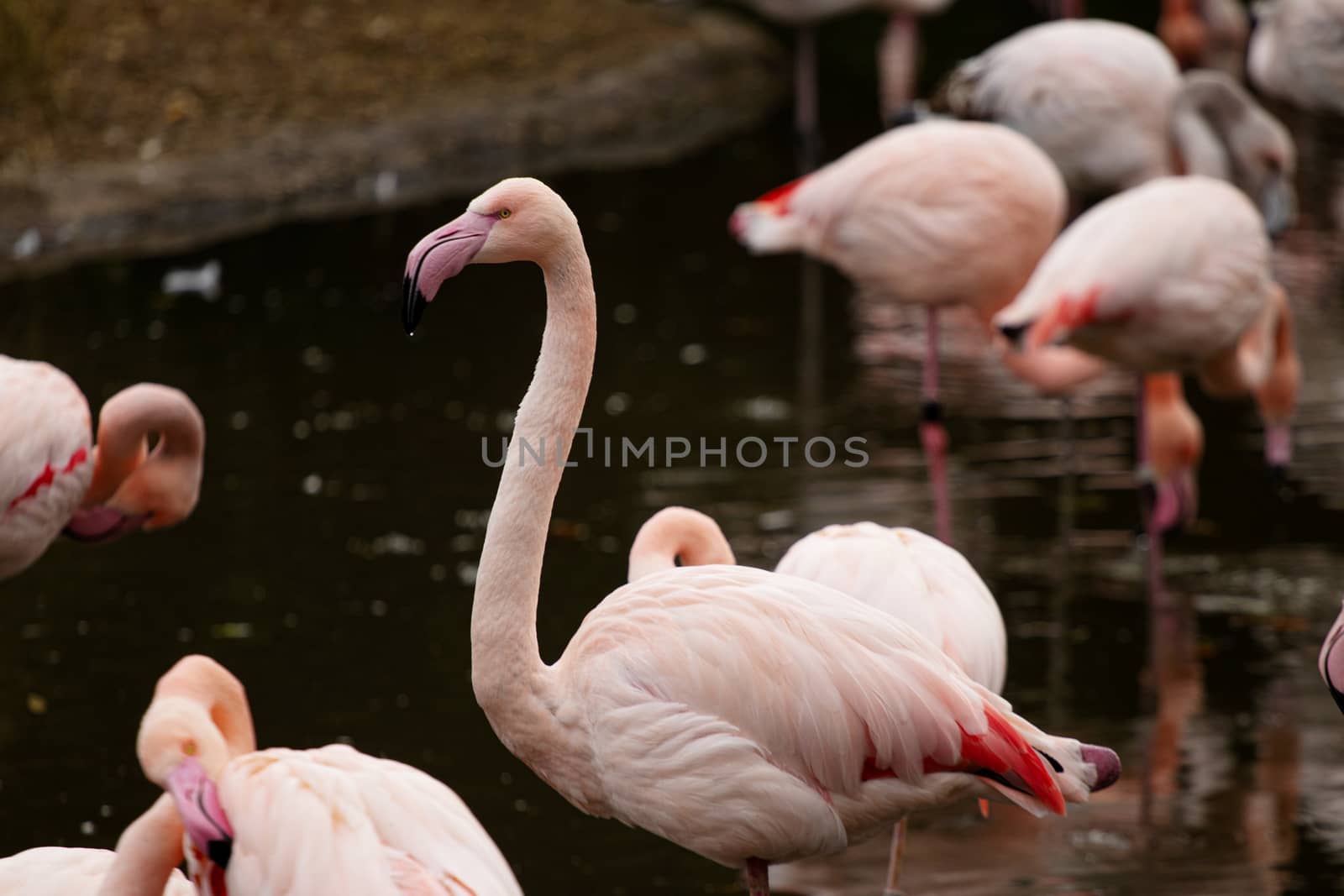 pink flamingo at a water front cleaning by PeterHofstetter