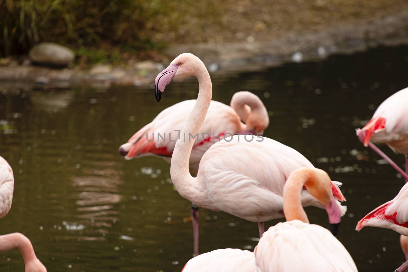 pink flamingo at a water front cleaning an chattering