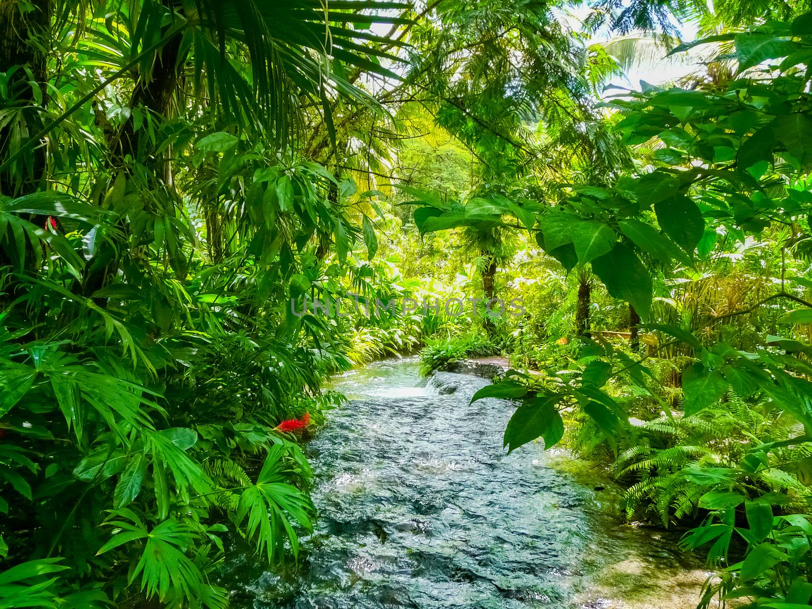 Tabacon Hot Springs River at Arenal Volcano by nicousnake