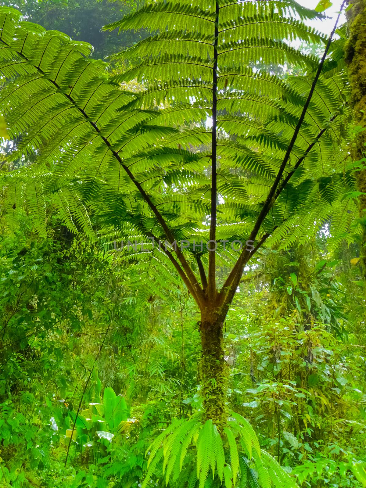 Monteverde national park by nicousnake