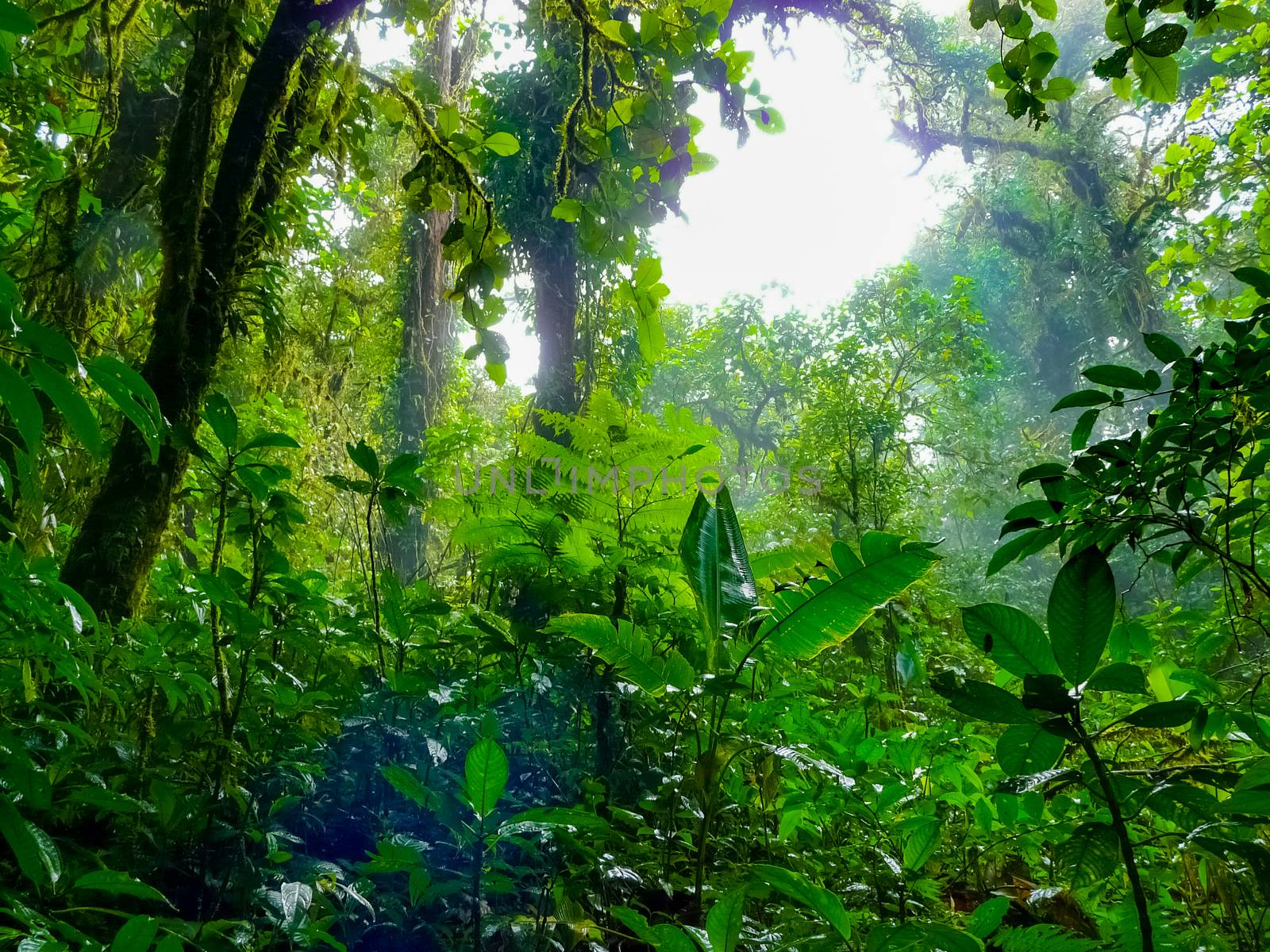 Monteverde national park, Puntarenas, Costa Rica