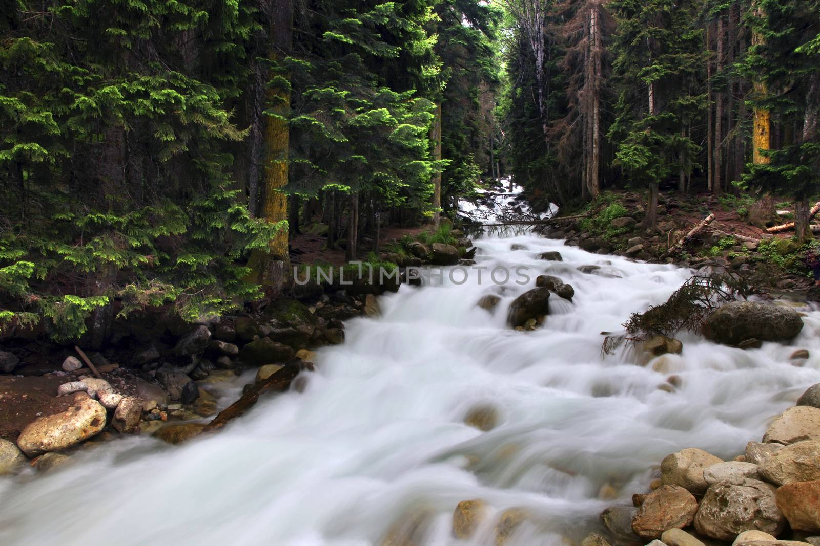 Forest landscape and mountain river  in the vicinity of Dombay, Russia by friday