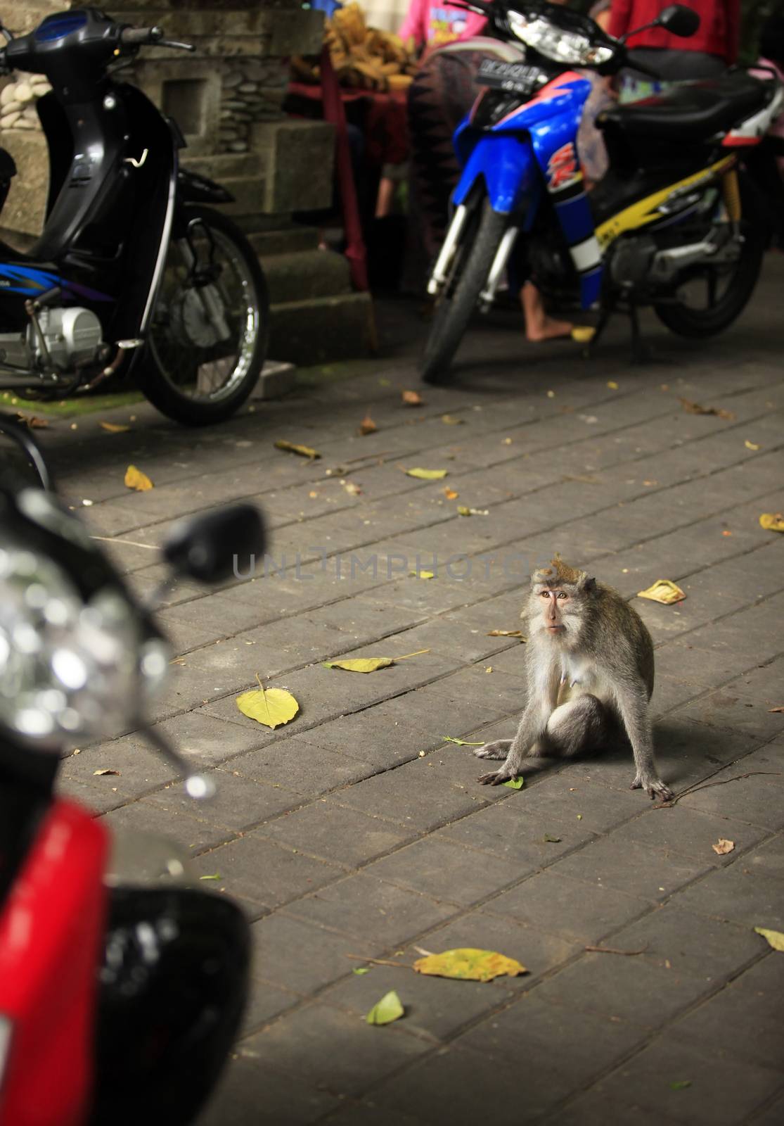 Impudent monkey on the road. Bali Island, Indonesia by friday