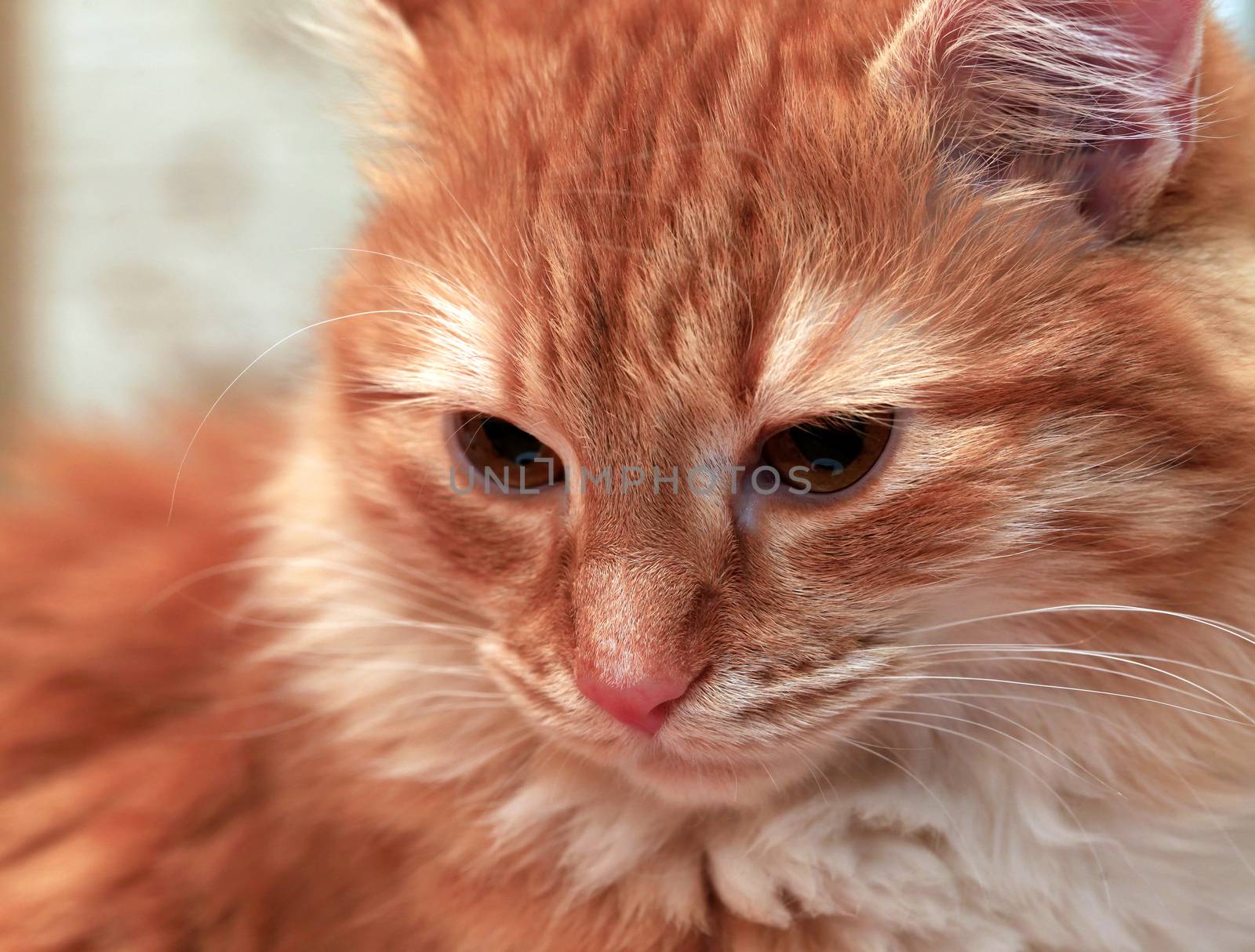 Portrait of a young red-haired cats by friday