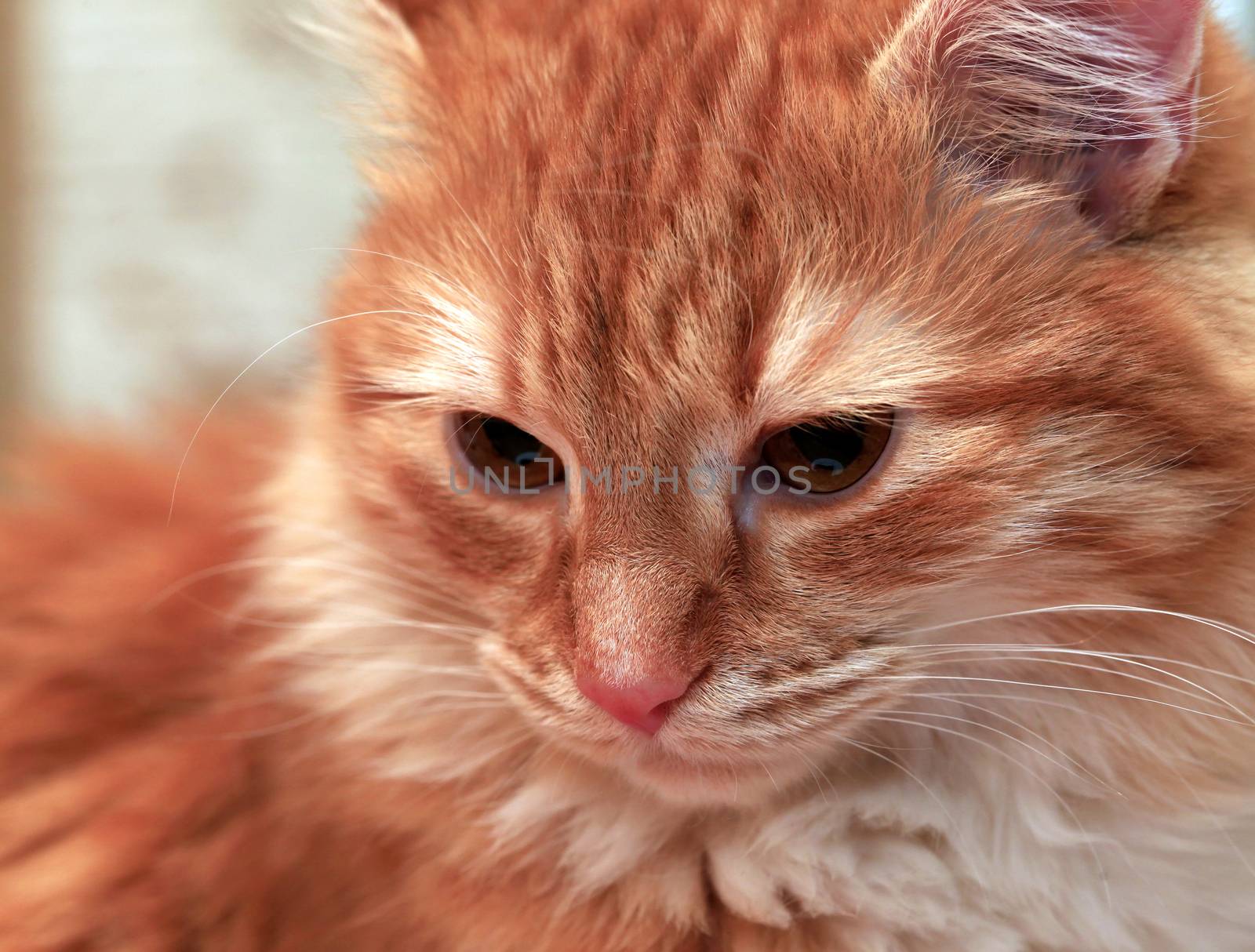 Portrait of a young red-haired cats