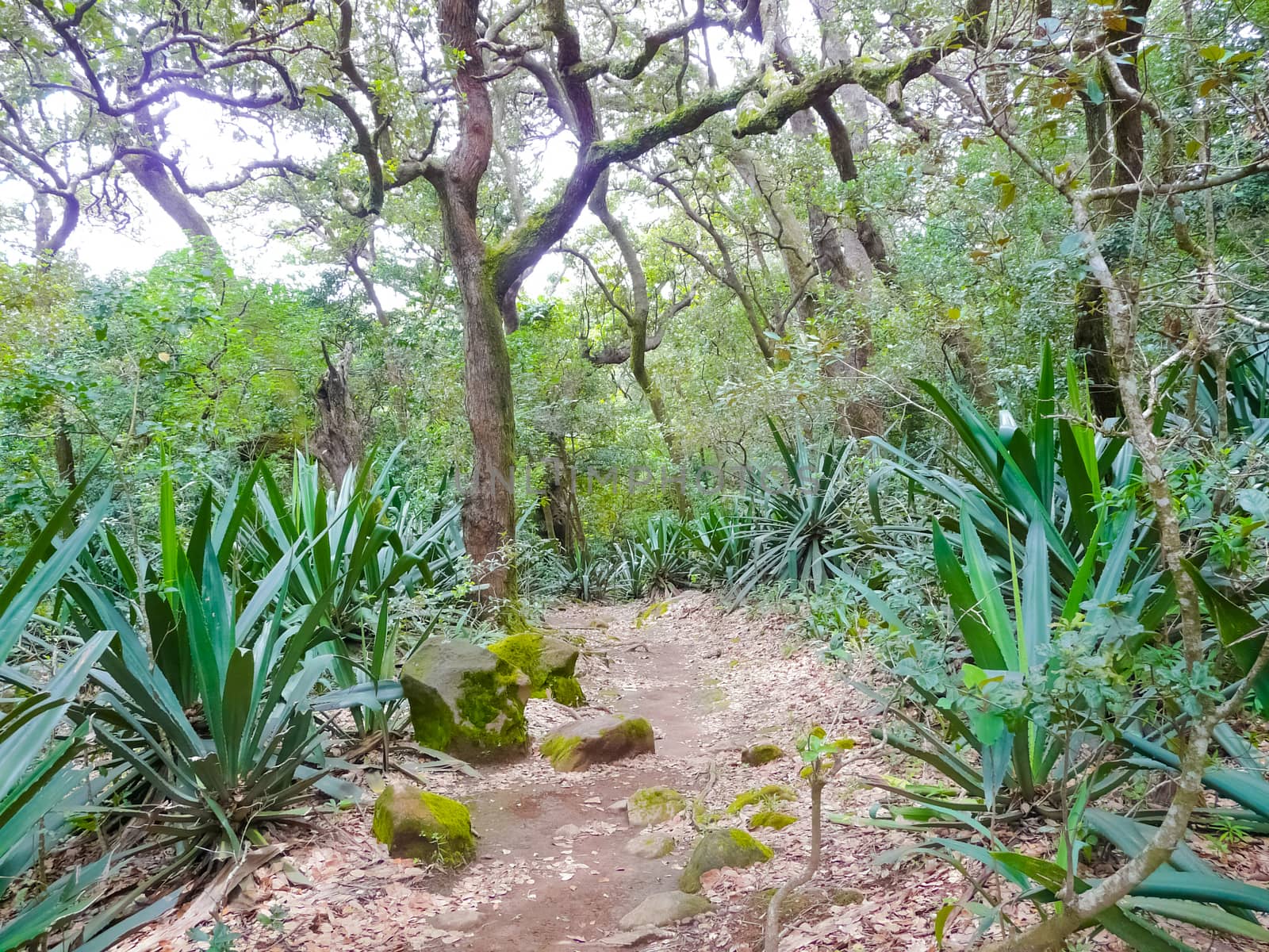 Rincon de la Vieja national park, Guanacaste, Costa Rica