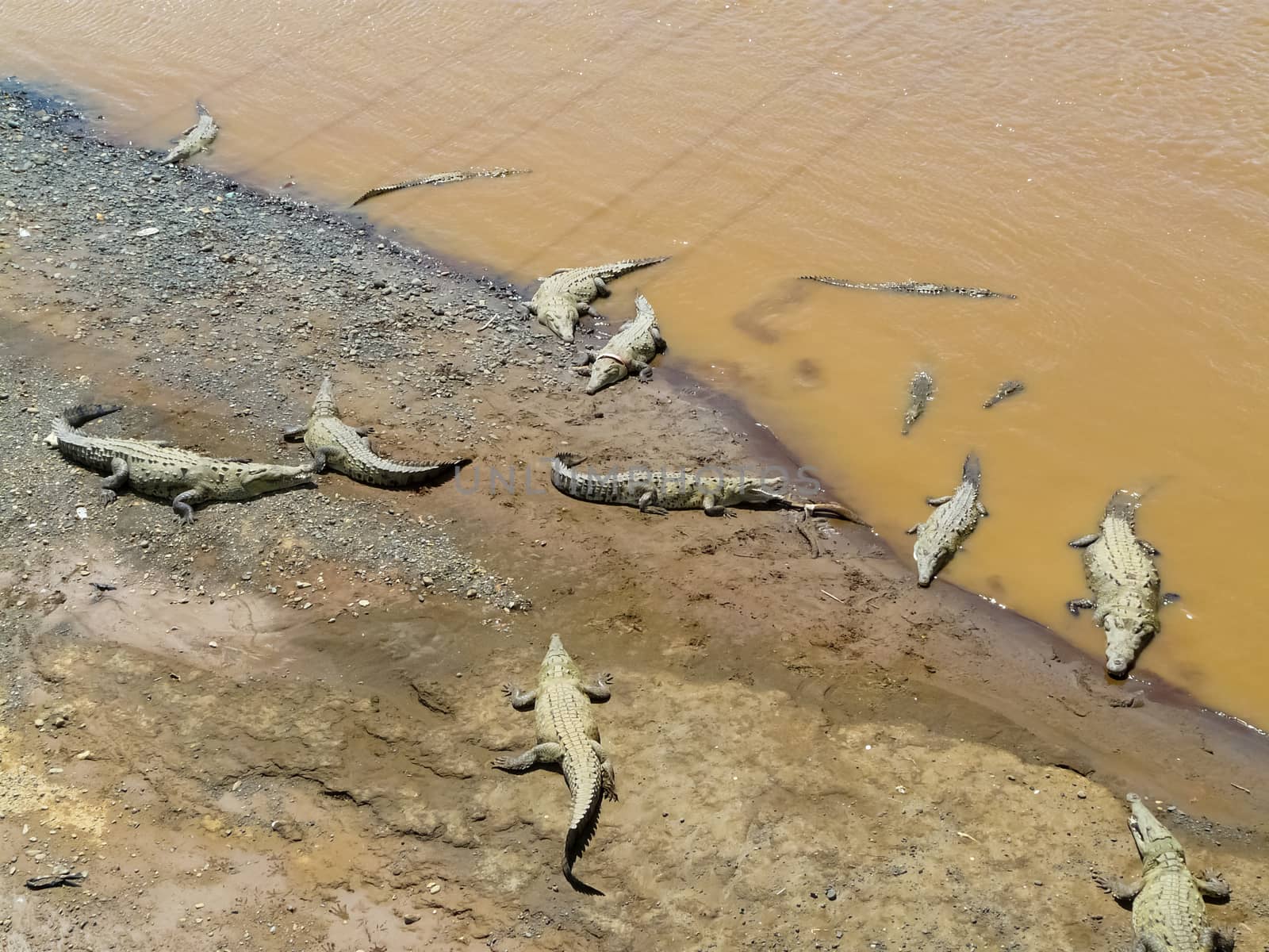 Crocodile, Tarcoles River, Alajuela, Orotina, Costa Rica