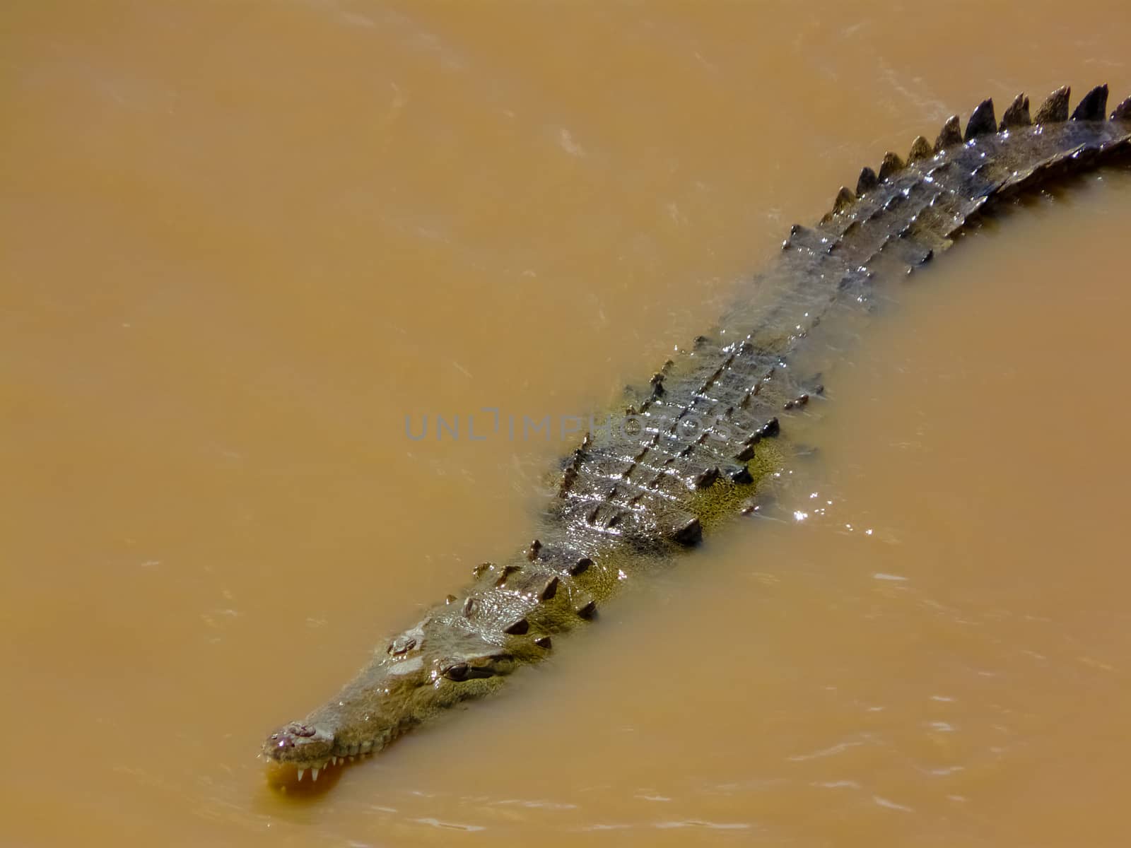 Crocodile, Tarcoles River, Alajuela by nicousnake