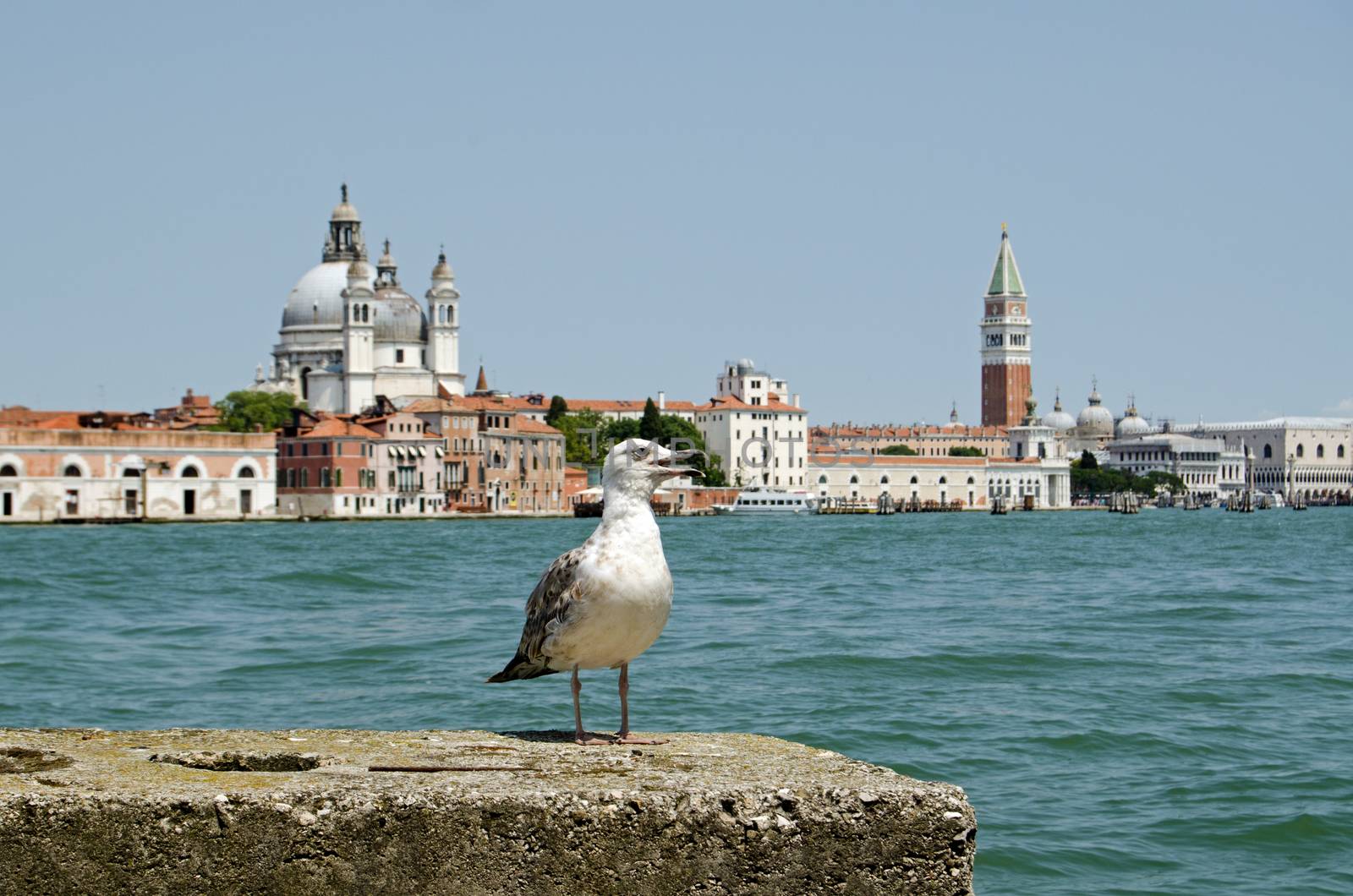 A young herring gull, latin name Larus argentatus gasping in awe at the magnificent view across the Giudecca Canal towards Santa Maria della Salute church and St Mark's Square on a sunny, summer day in Venice, Italy.