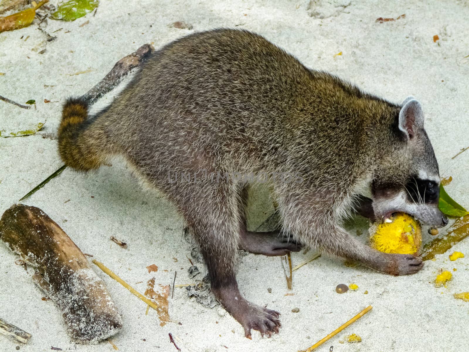 Manuel Antonio National Park by nicousnake