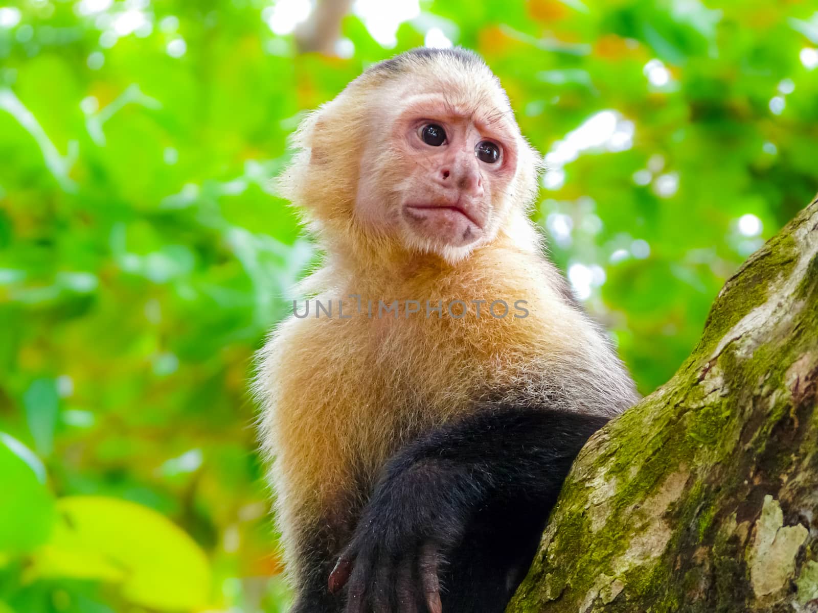 White-faced capuchin monkey, Manuel Antonio National Park by nicousnake