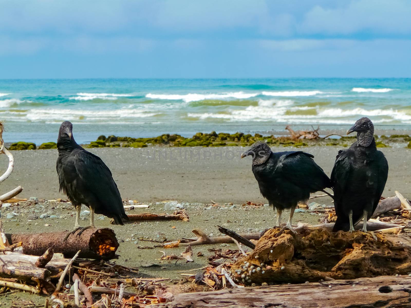 Corcovado National Park, Osa Peninsula by nicousnake