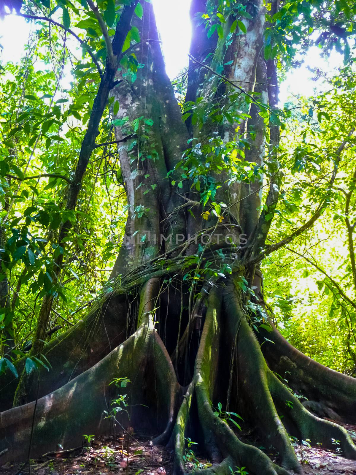 Corcovado National Park, Osa Peninsula, Costa Rica