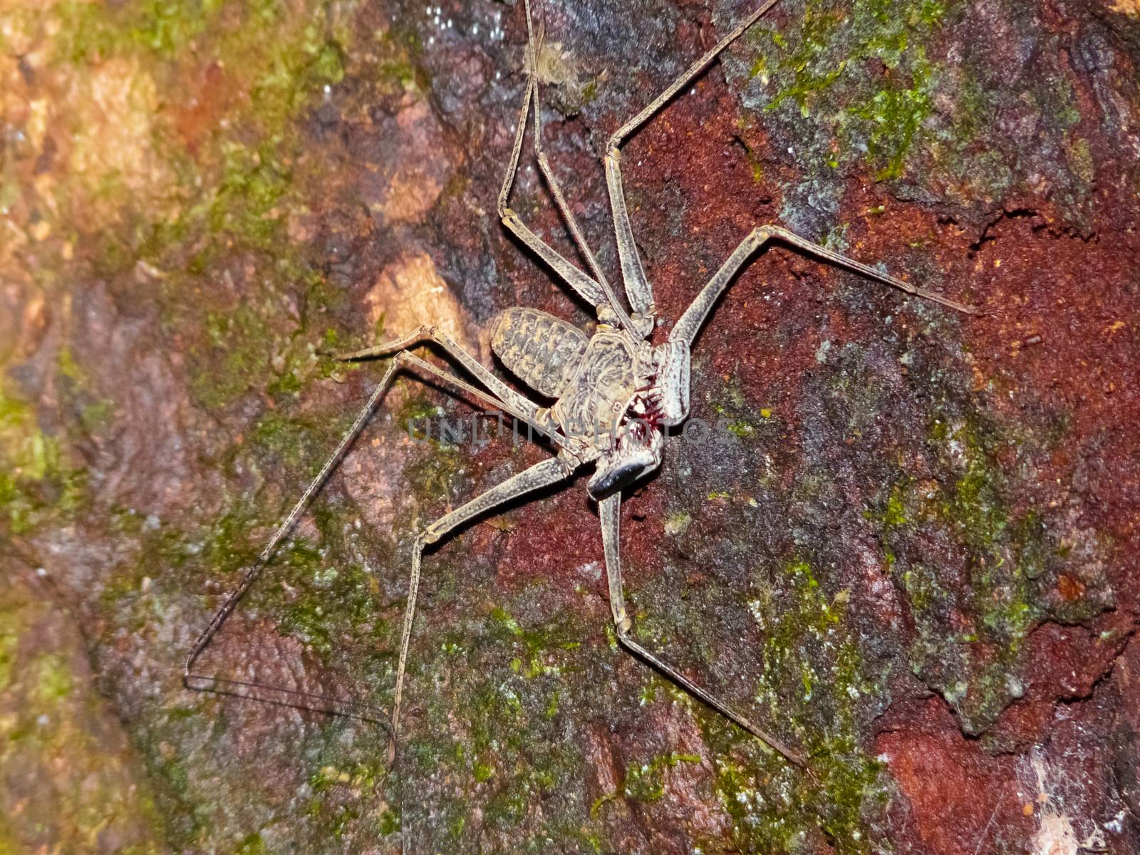 Spider, Corcovado National Park by nicousnake