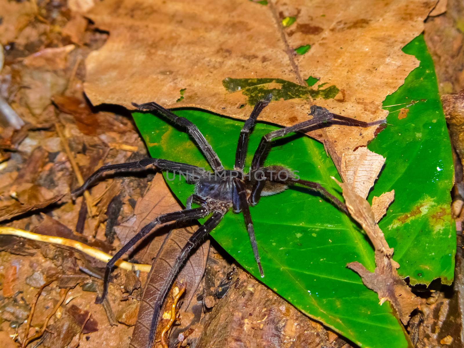 Spider, Corcovado National Park, Osa Peninsula, Costa Rica